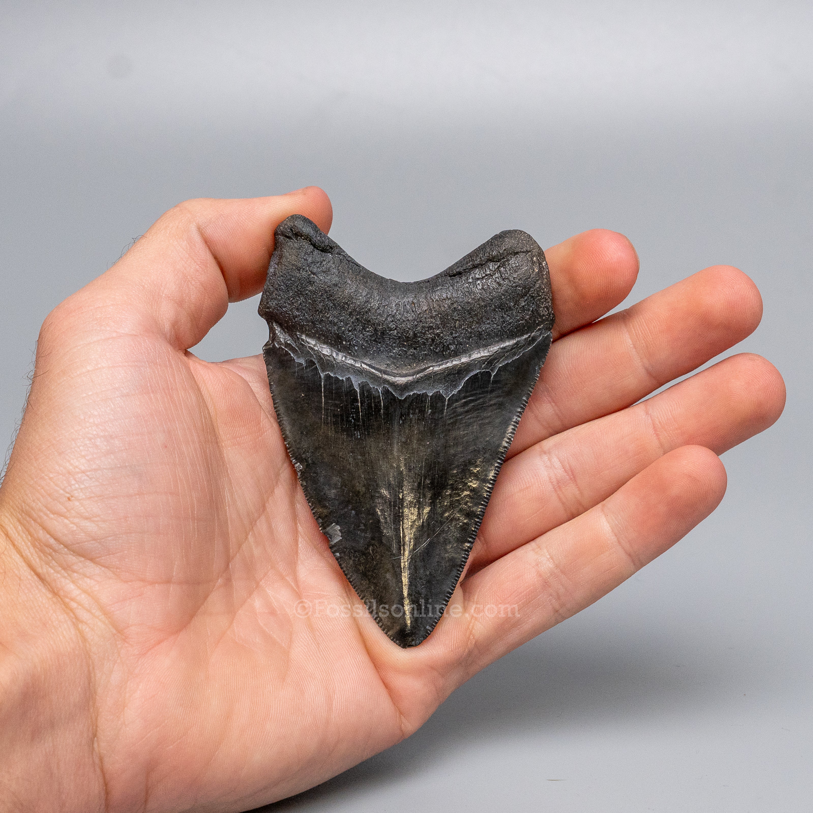 South Carolina Megalodon 3.56"