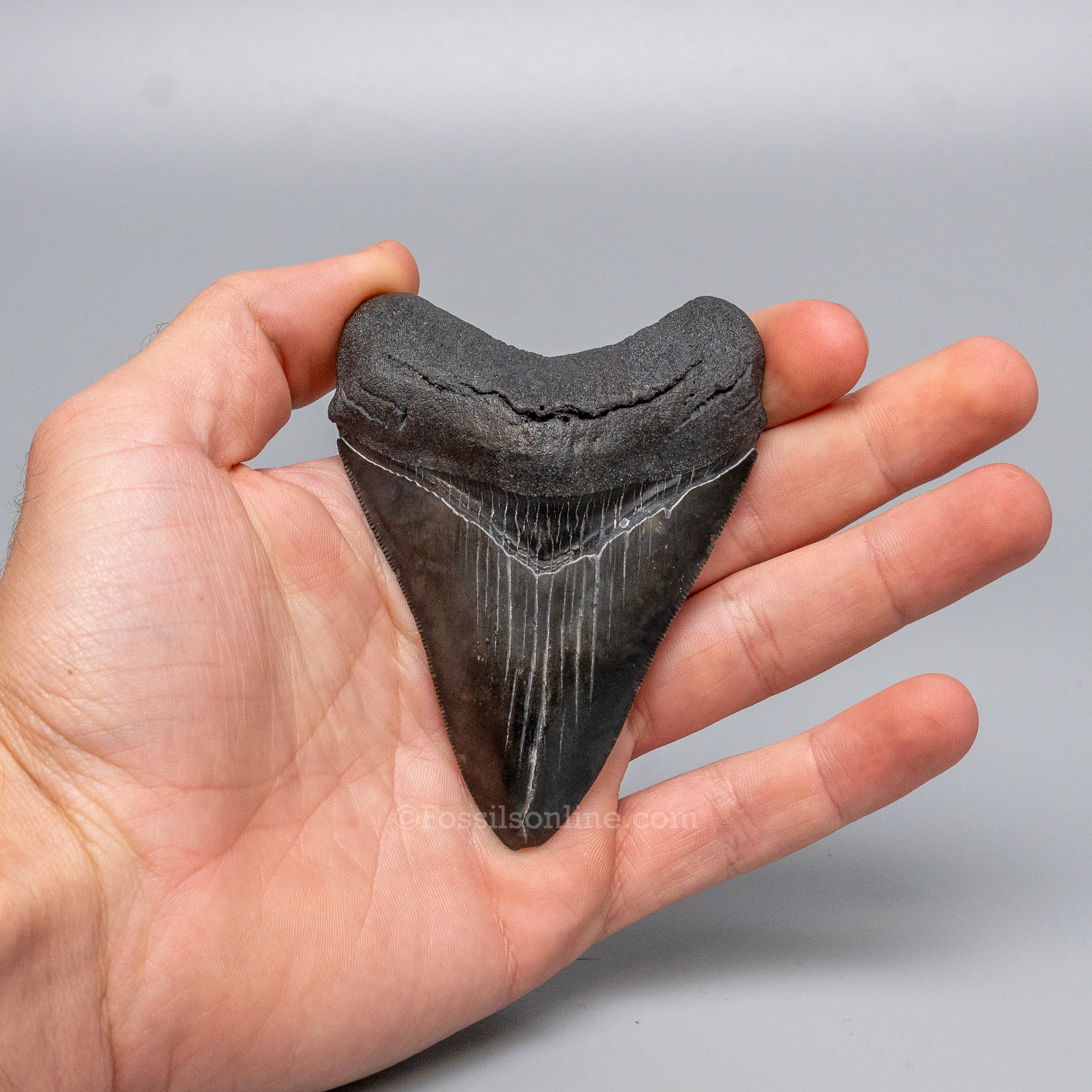 South Carolina Megalodon 3.53"