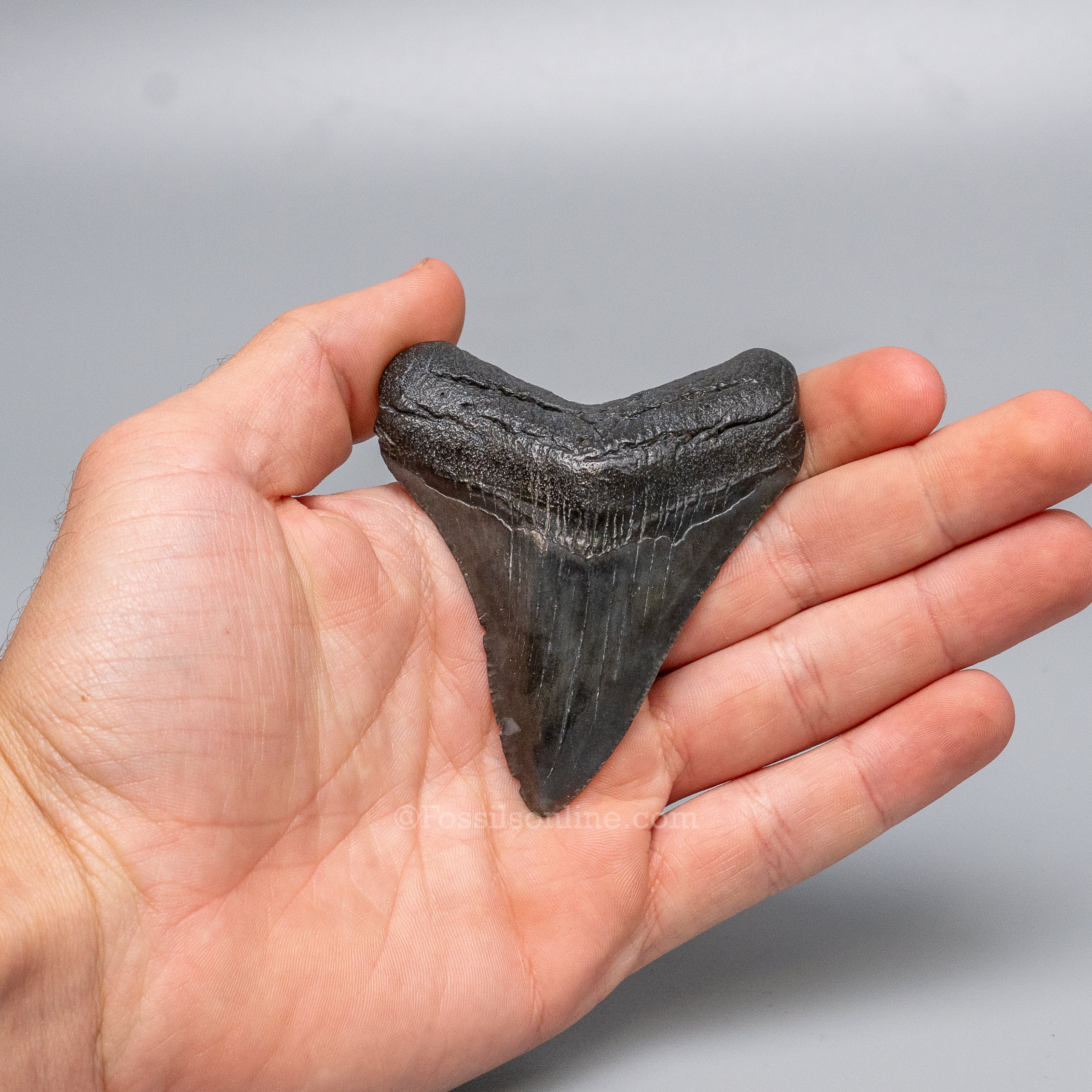 South Carolina Megalodon 3.12"