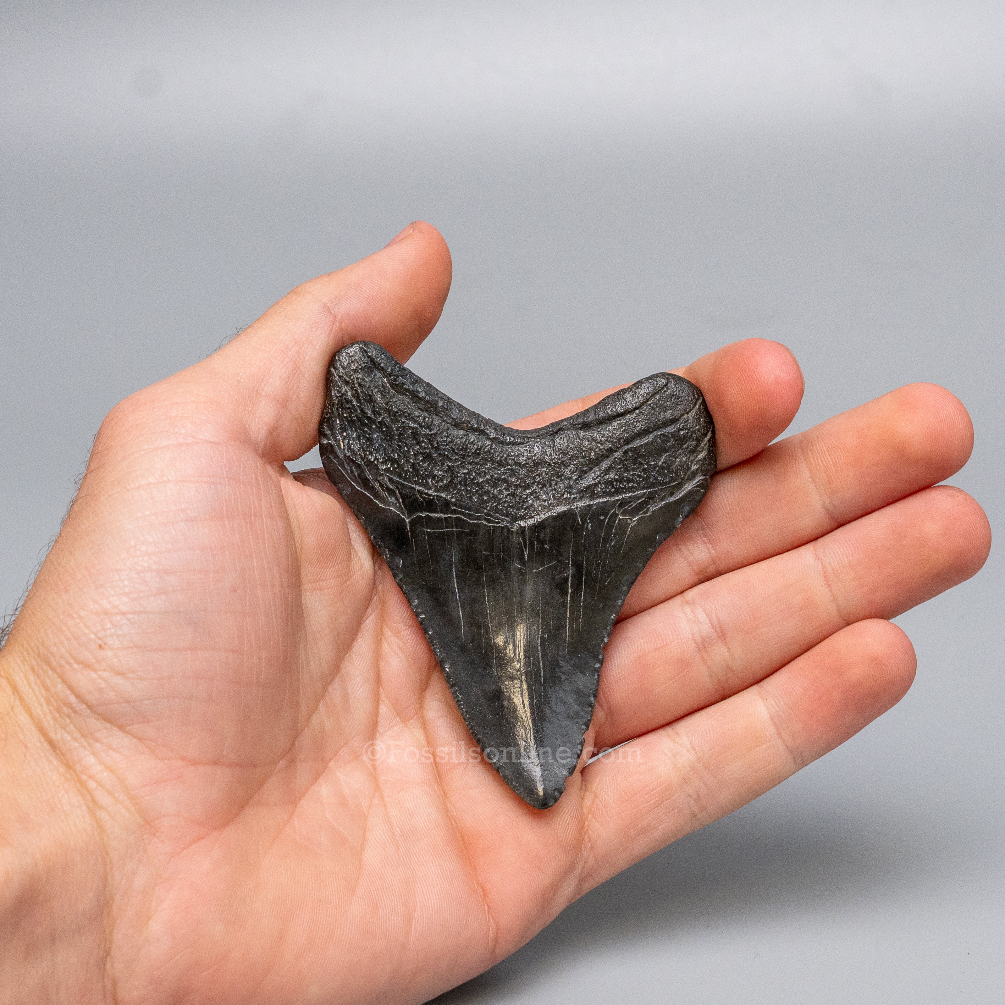 South Carolina Megalodon 3.12"