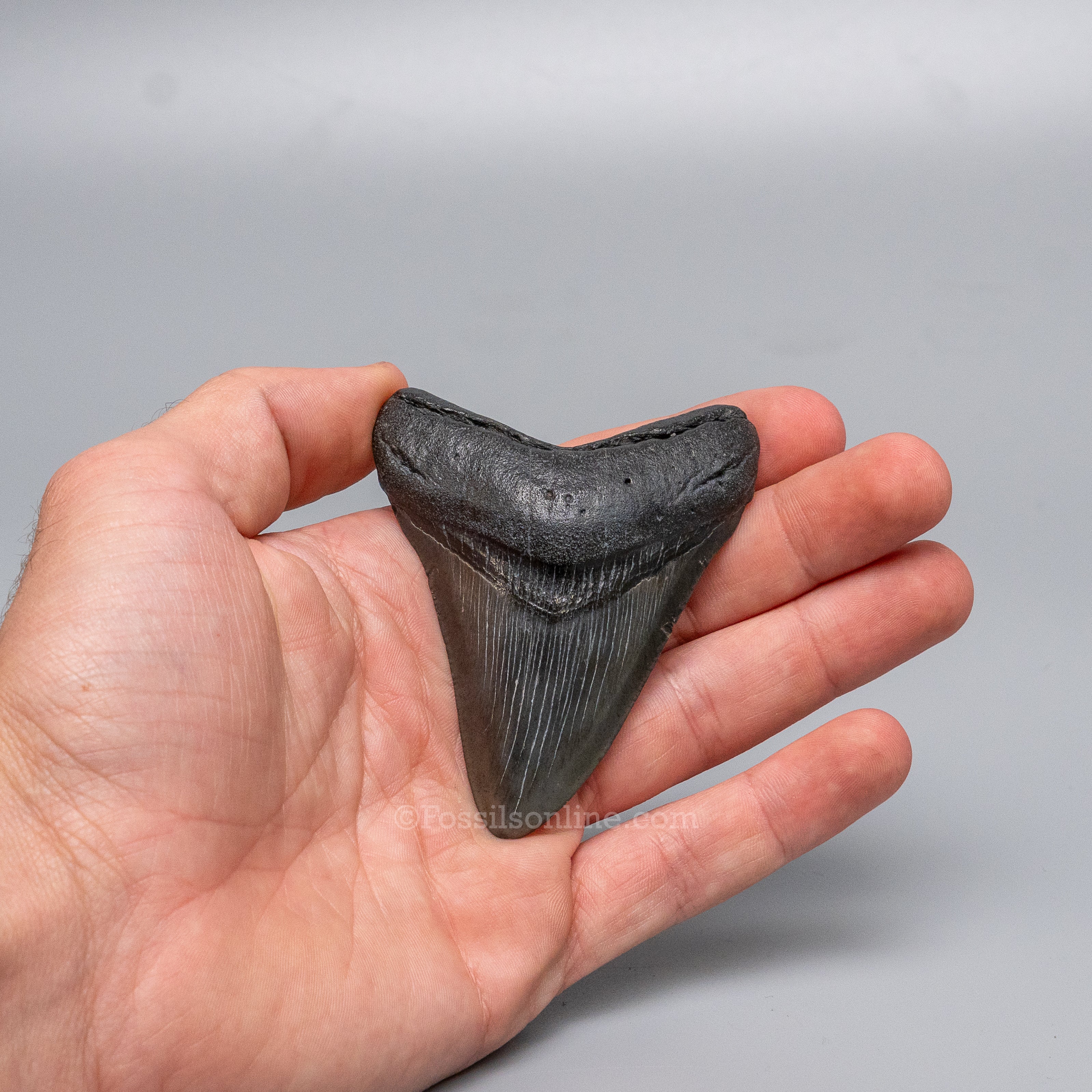 South Carolina Megalodon 3.10"