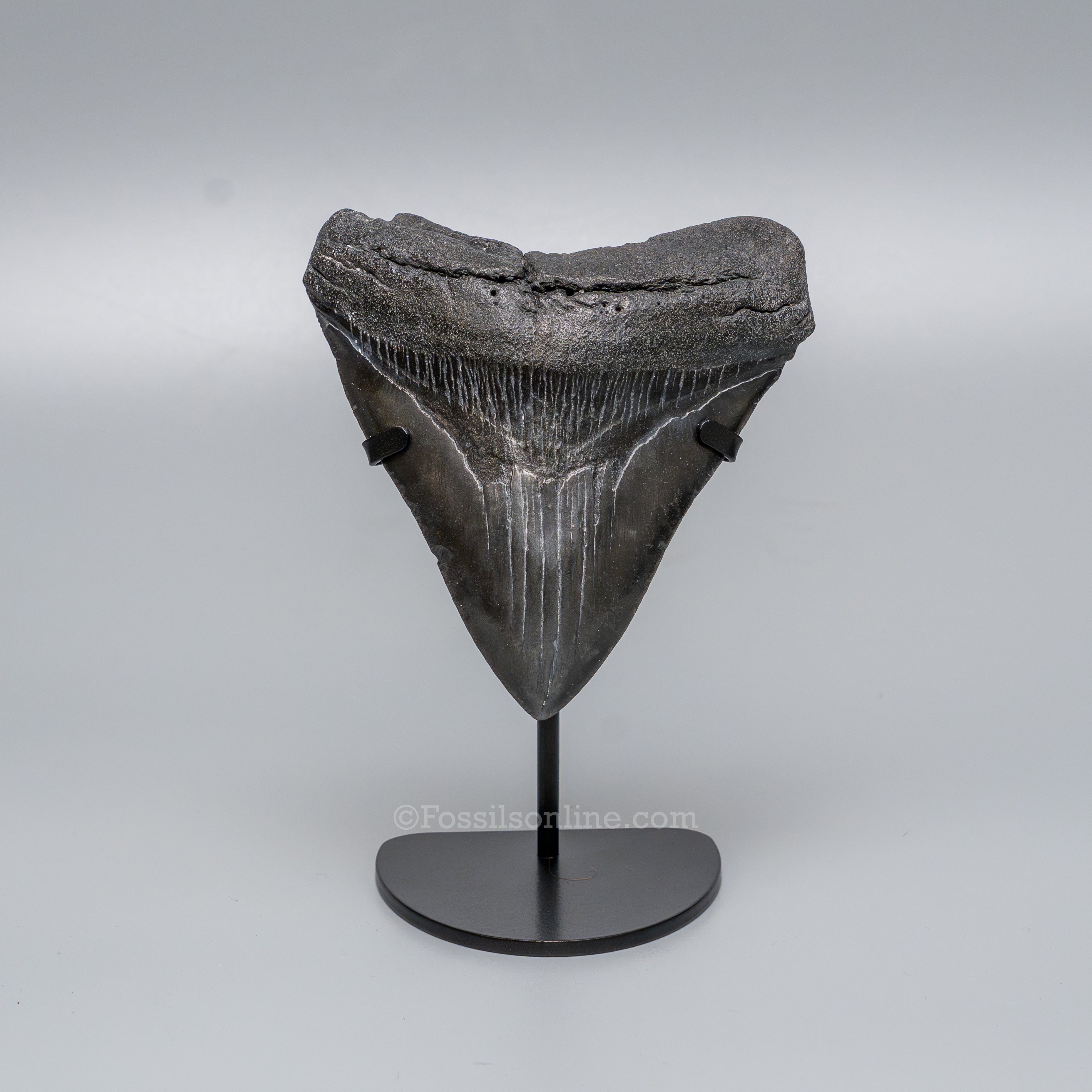 South Carolina Megalodon 4.69"