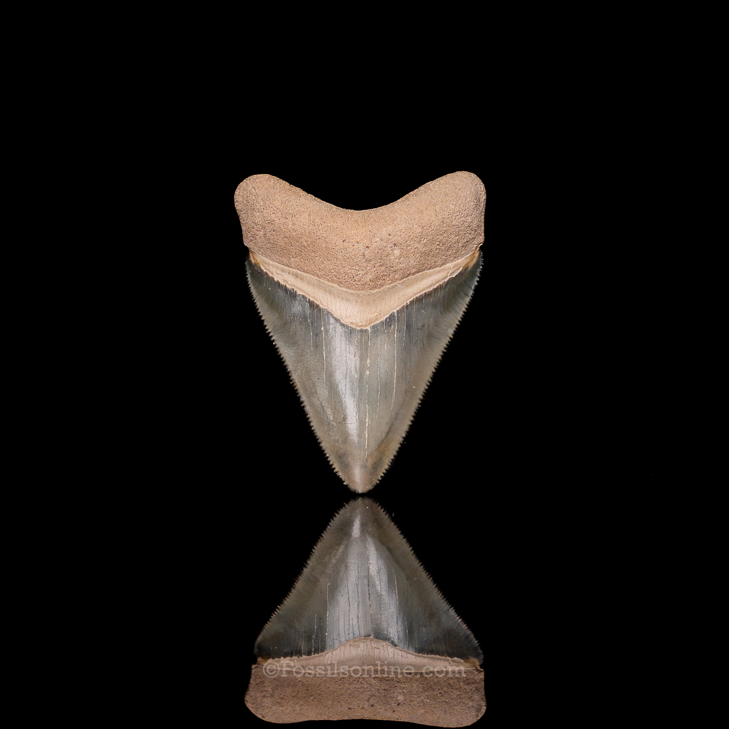 Fine Bone Valley Meg 2.13"