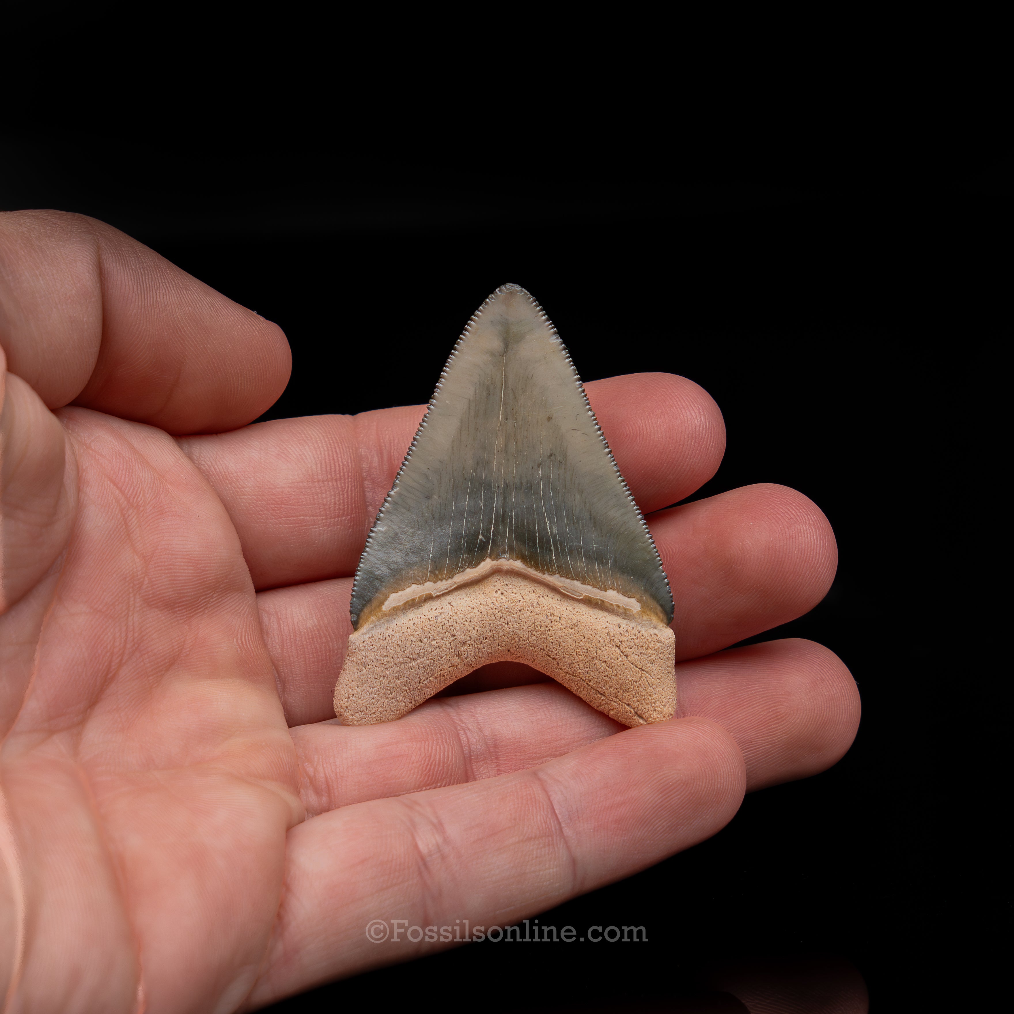 Fine Bone Valley Meg 2.13"