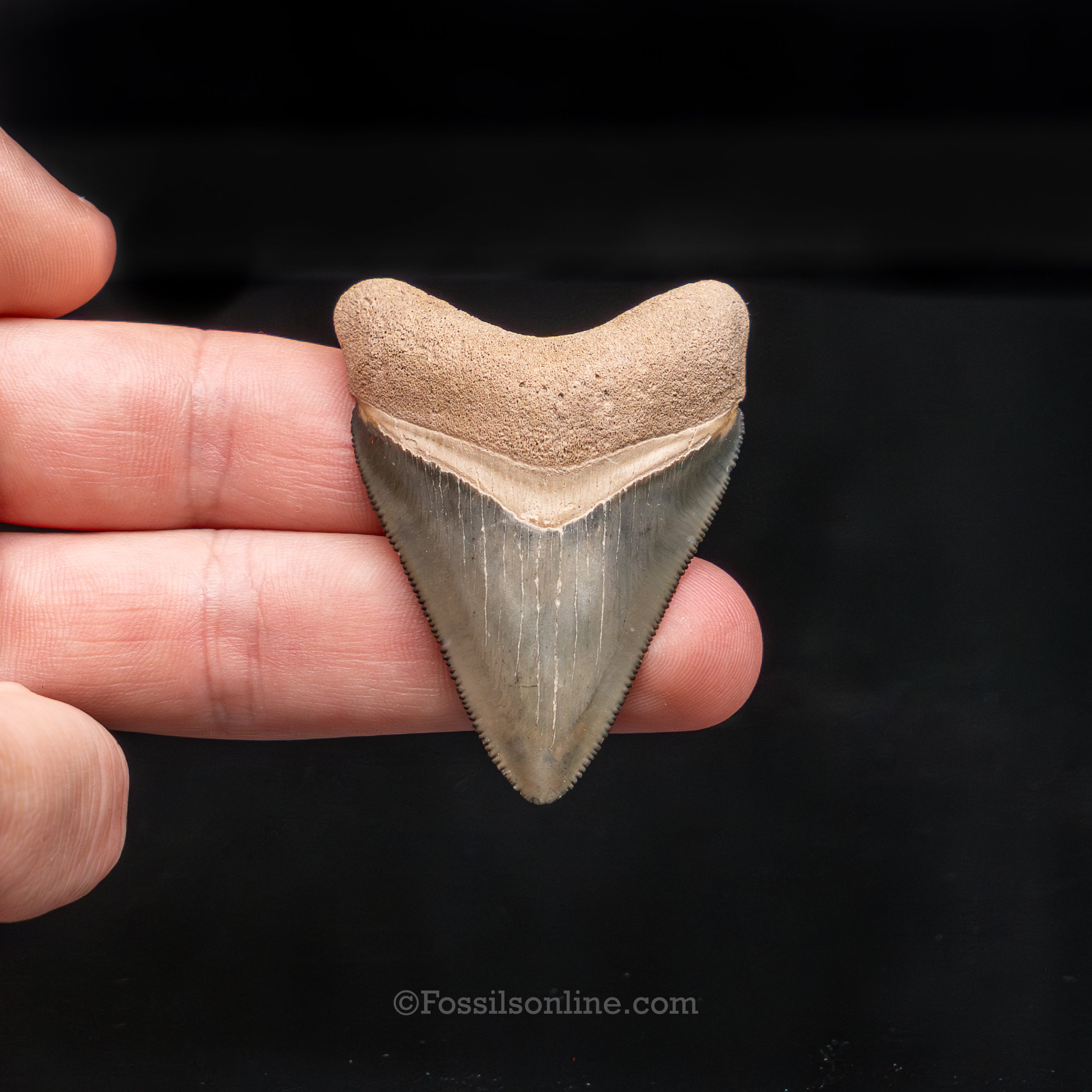 Fine Bone Valley Meg 2.13"