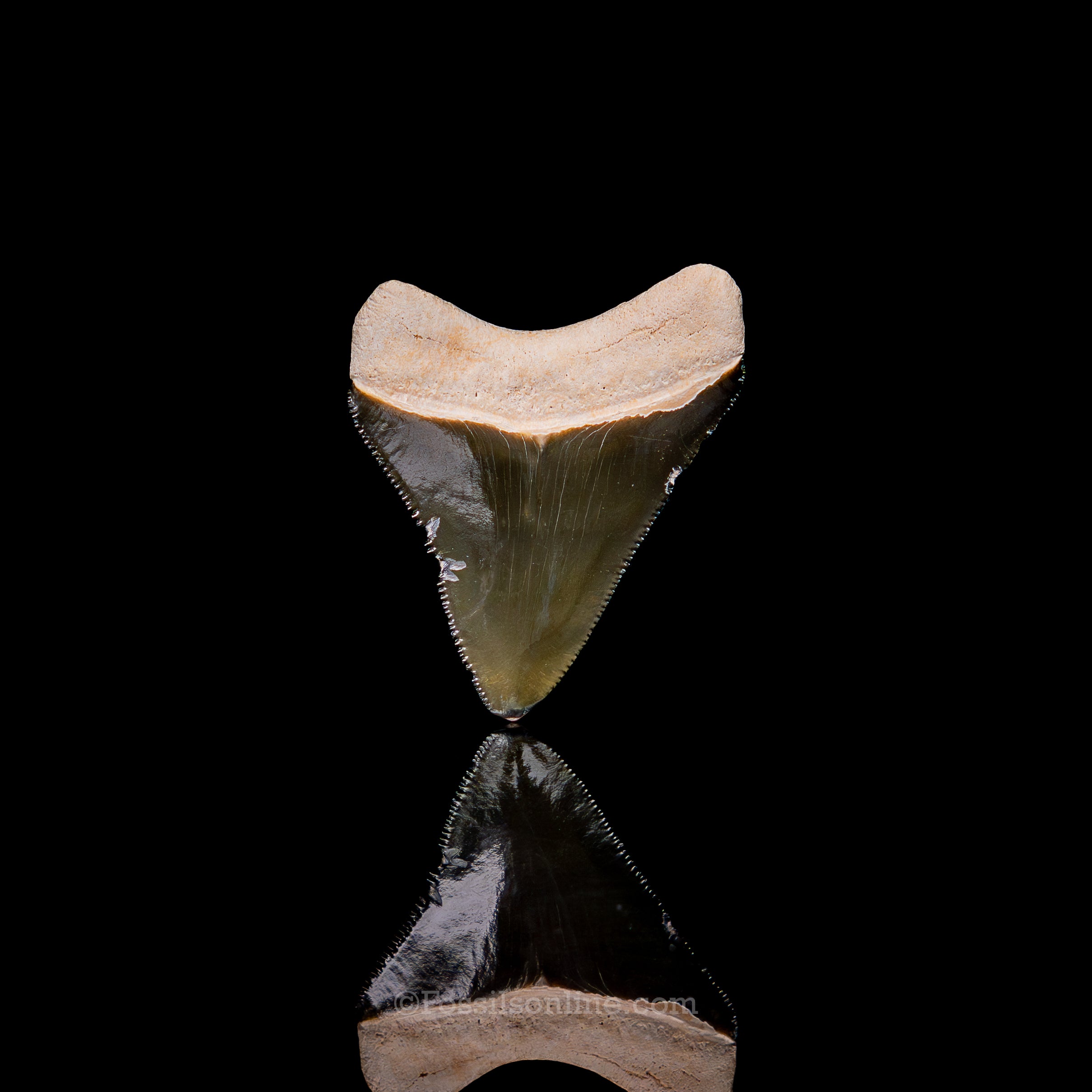 Rare Green Bone Valley Meg 2.12"