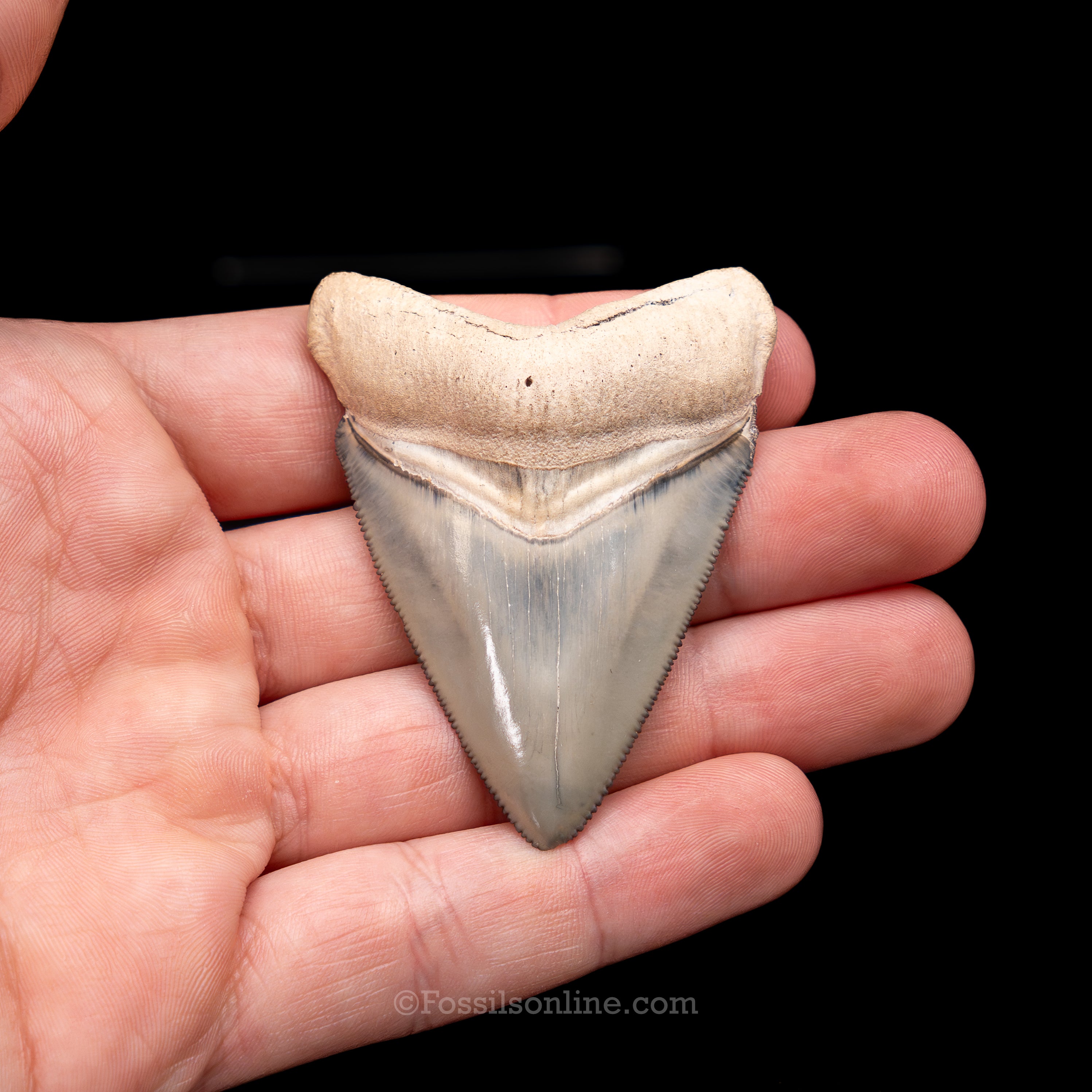 Fine Bone Valley Meg 2.45"