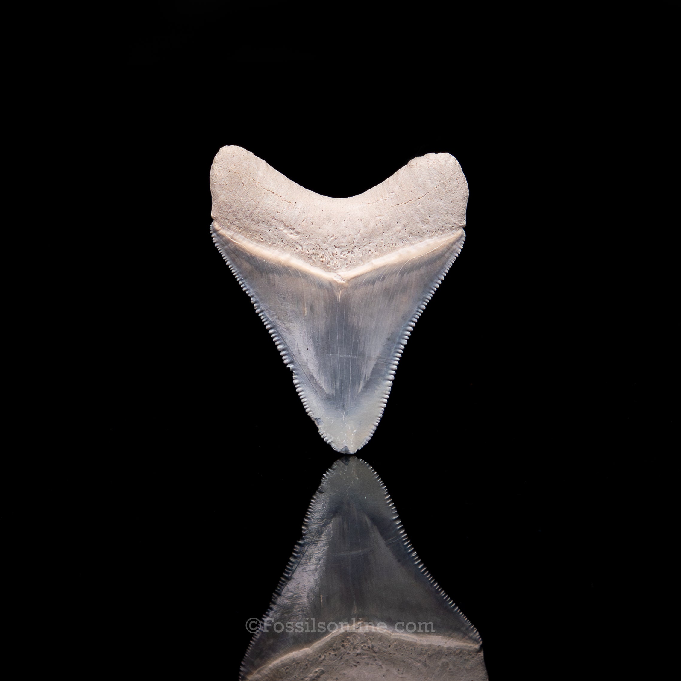 Blue Bone Valley Meg 2.08"