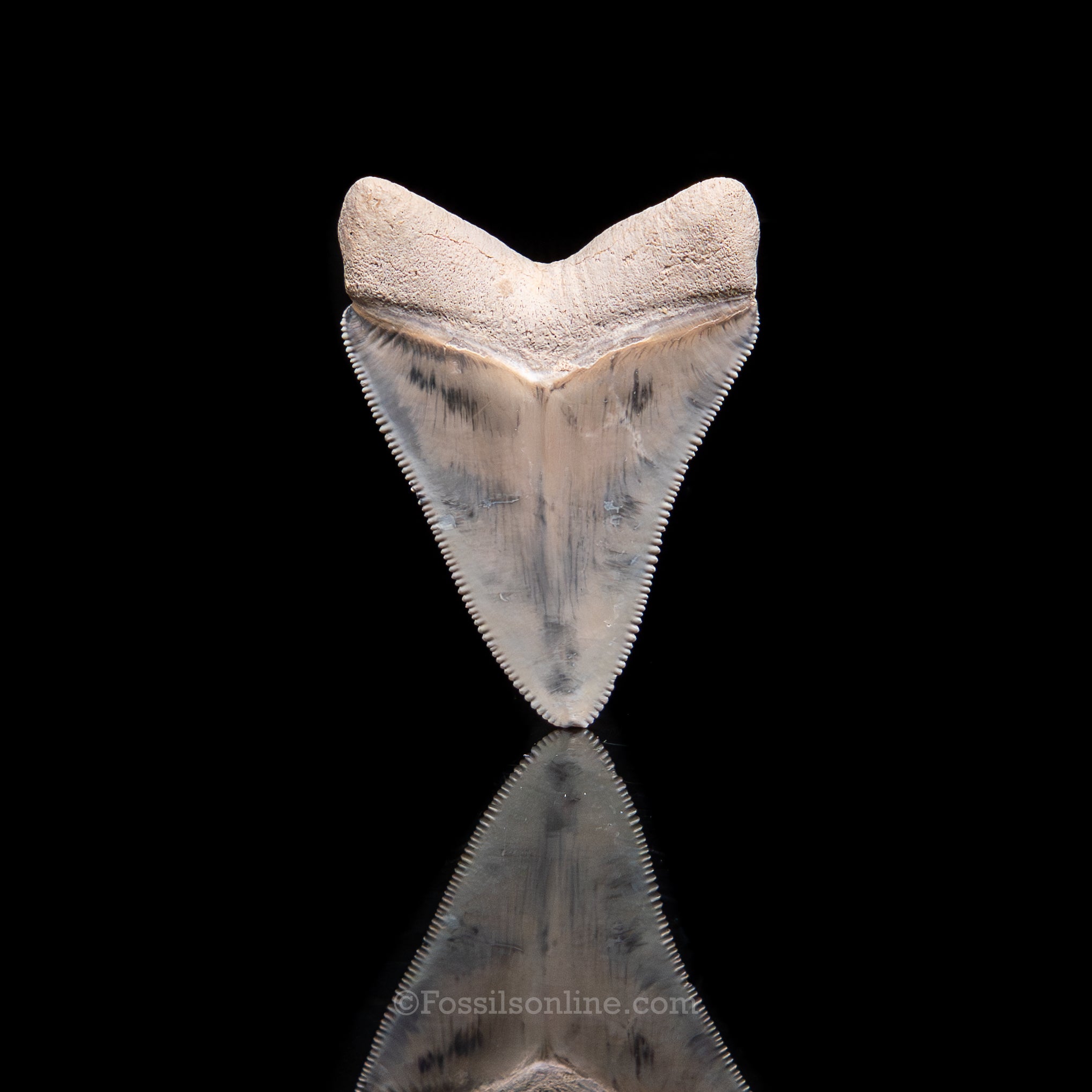 Fine Bone Valley Meg 2.33"