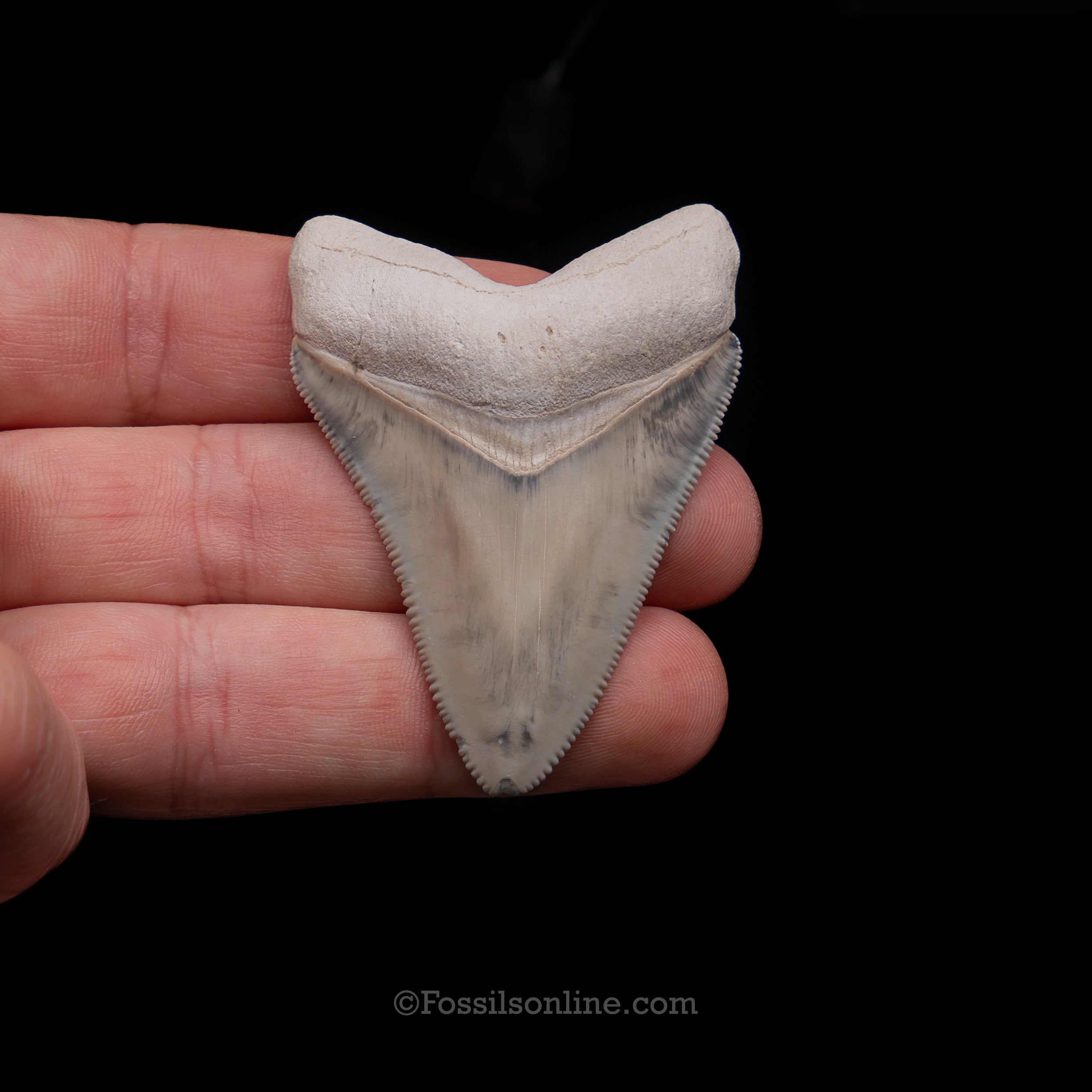 Fine Bone Valley Meg 2.33"