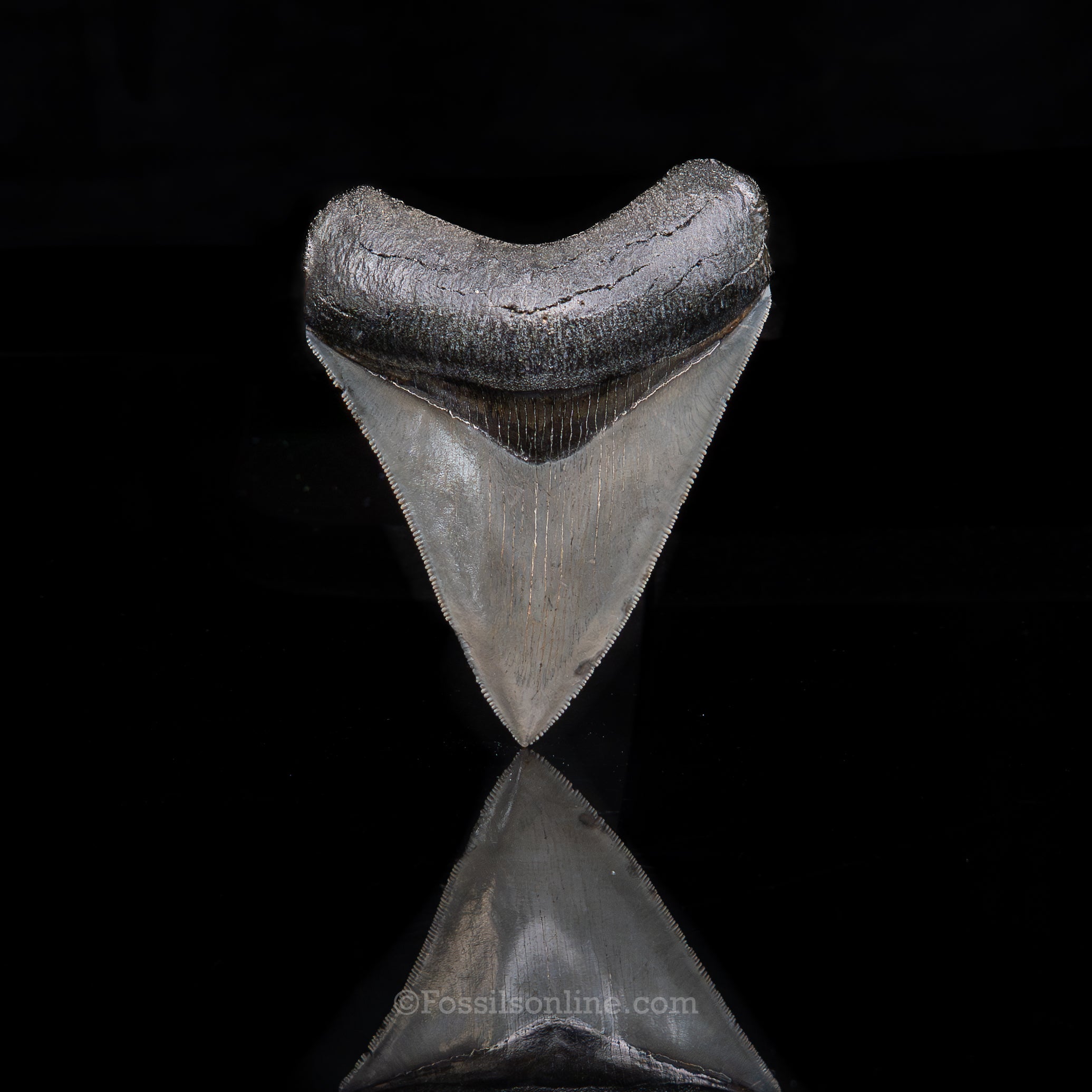 Venice Megalodon 3.5"