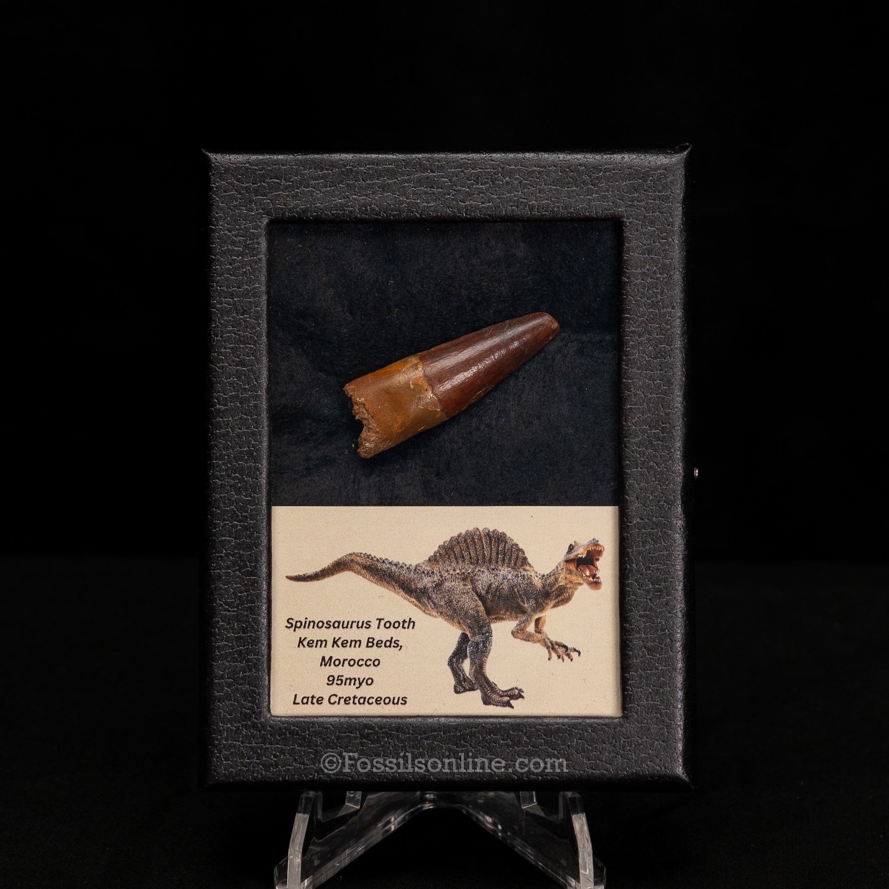 Choice Spinosaurus Dinosaur Tooth Sm Case