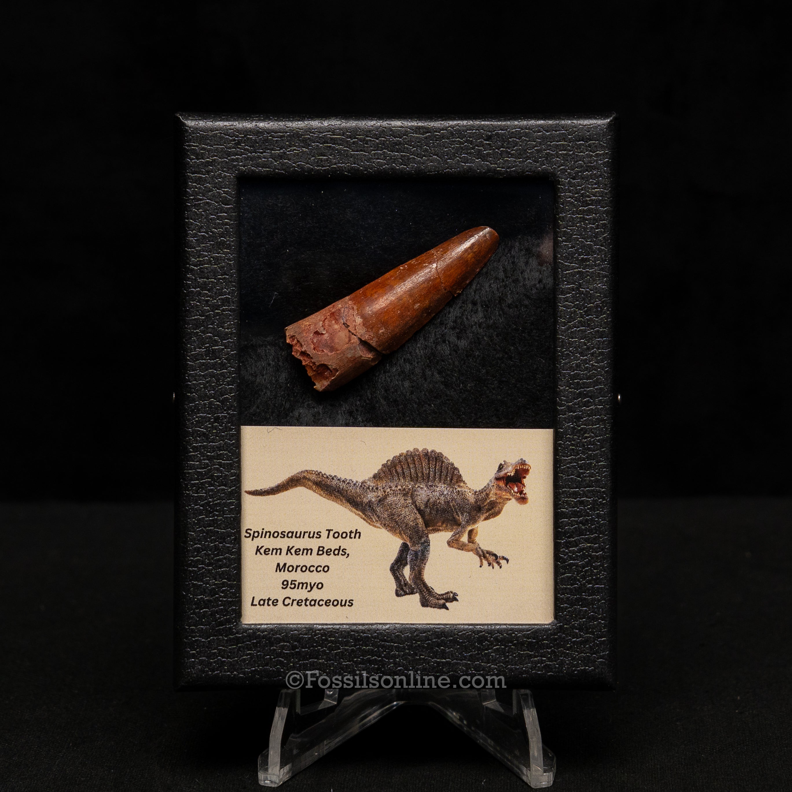 Choice Spinosaurus Dinosaur Tooth Sm Case