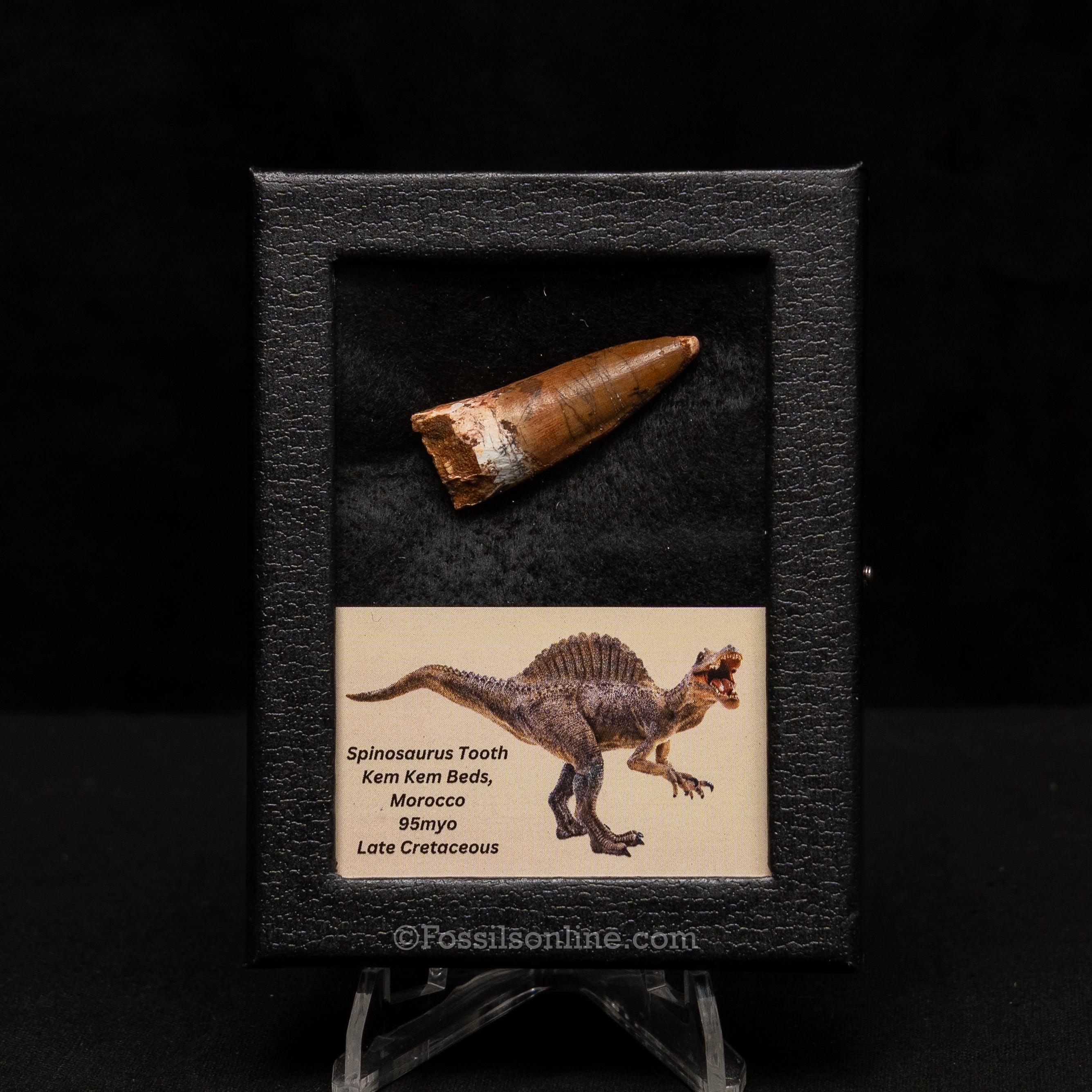Choice Spinosaurus Dinosaur Tooth Sm Case