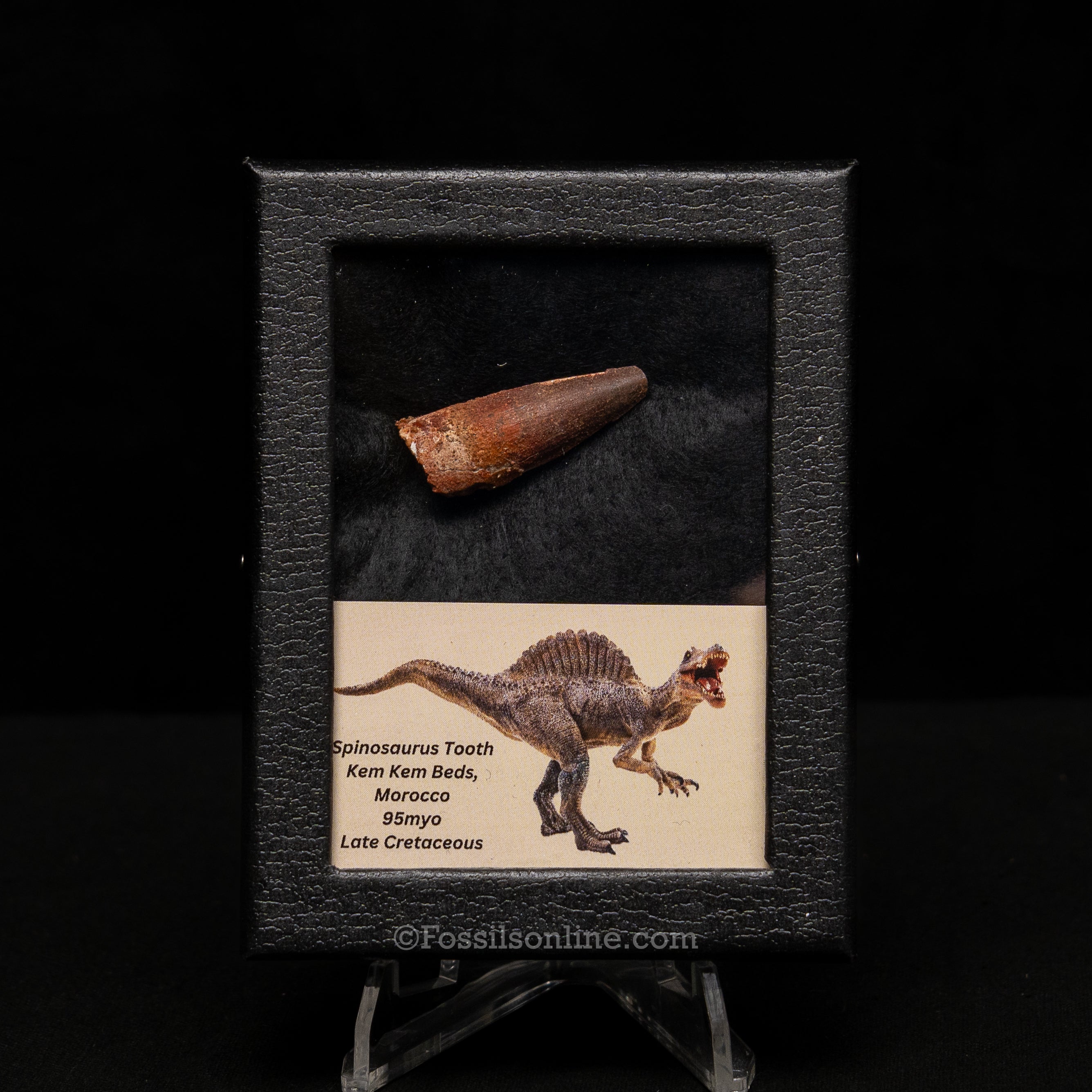 Choice Spinosaurus Dinosaur Tooth Sm Case