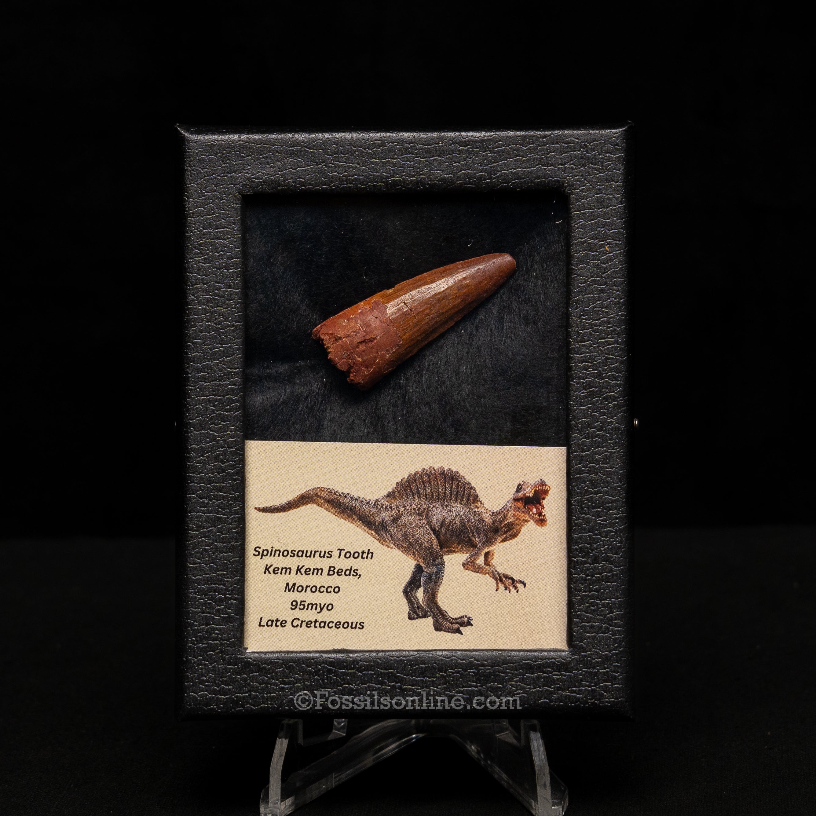 Choice Spinosaurus Dinosaur Tooth Sm Case
