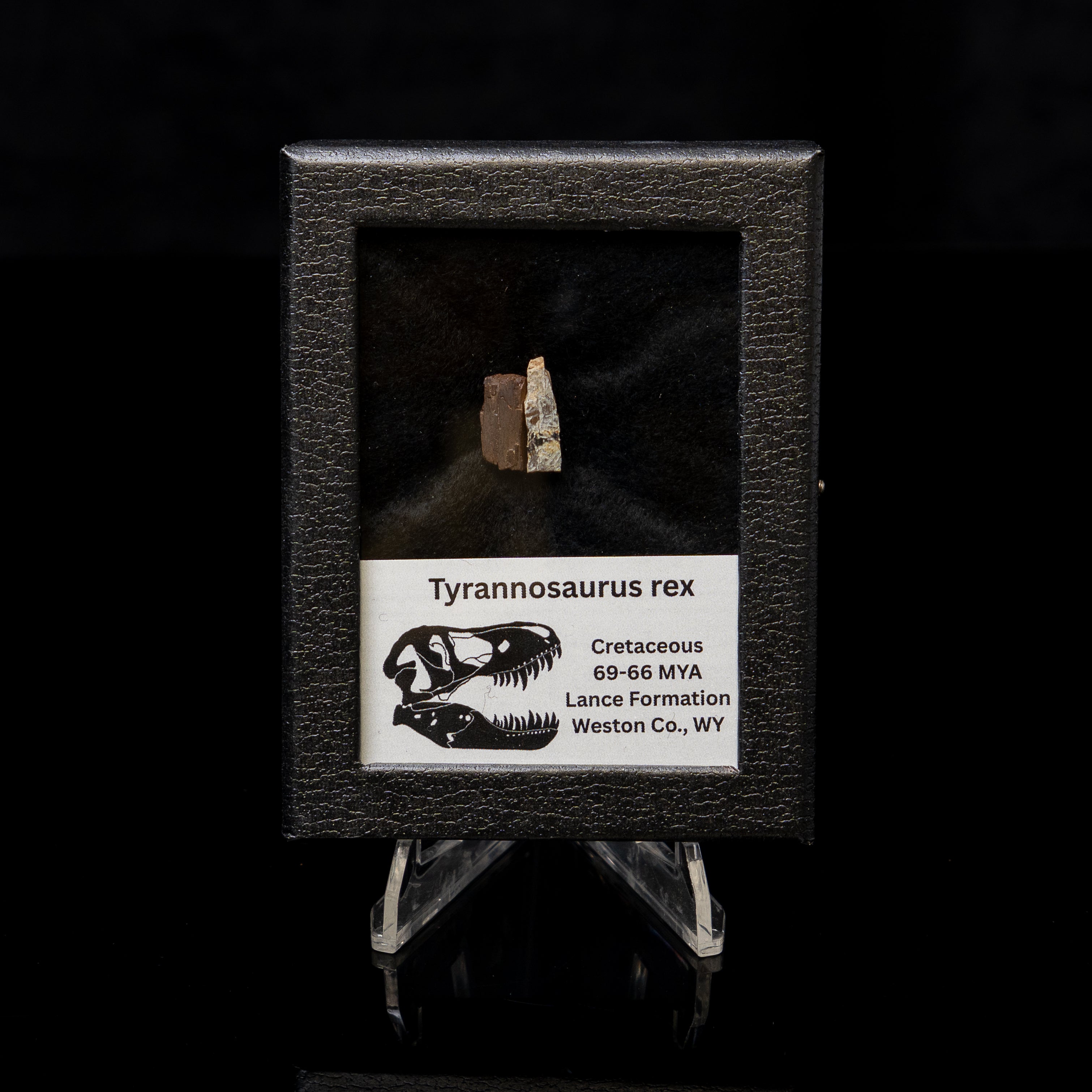 Tyrannosaurus rex Tooth Fragments