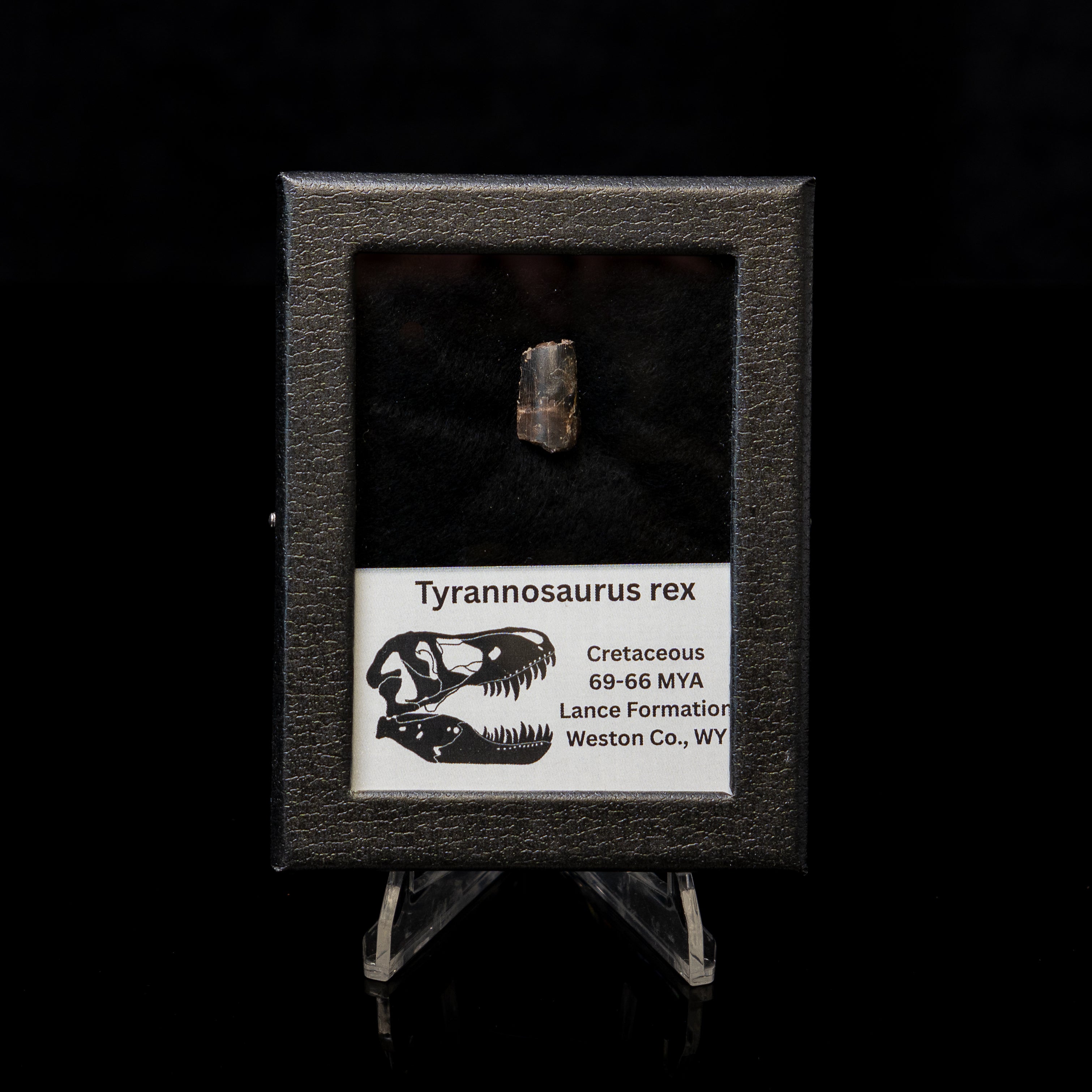 Tyrannosaurus rex Tooth Fragment