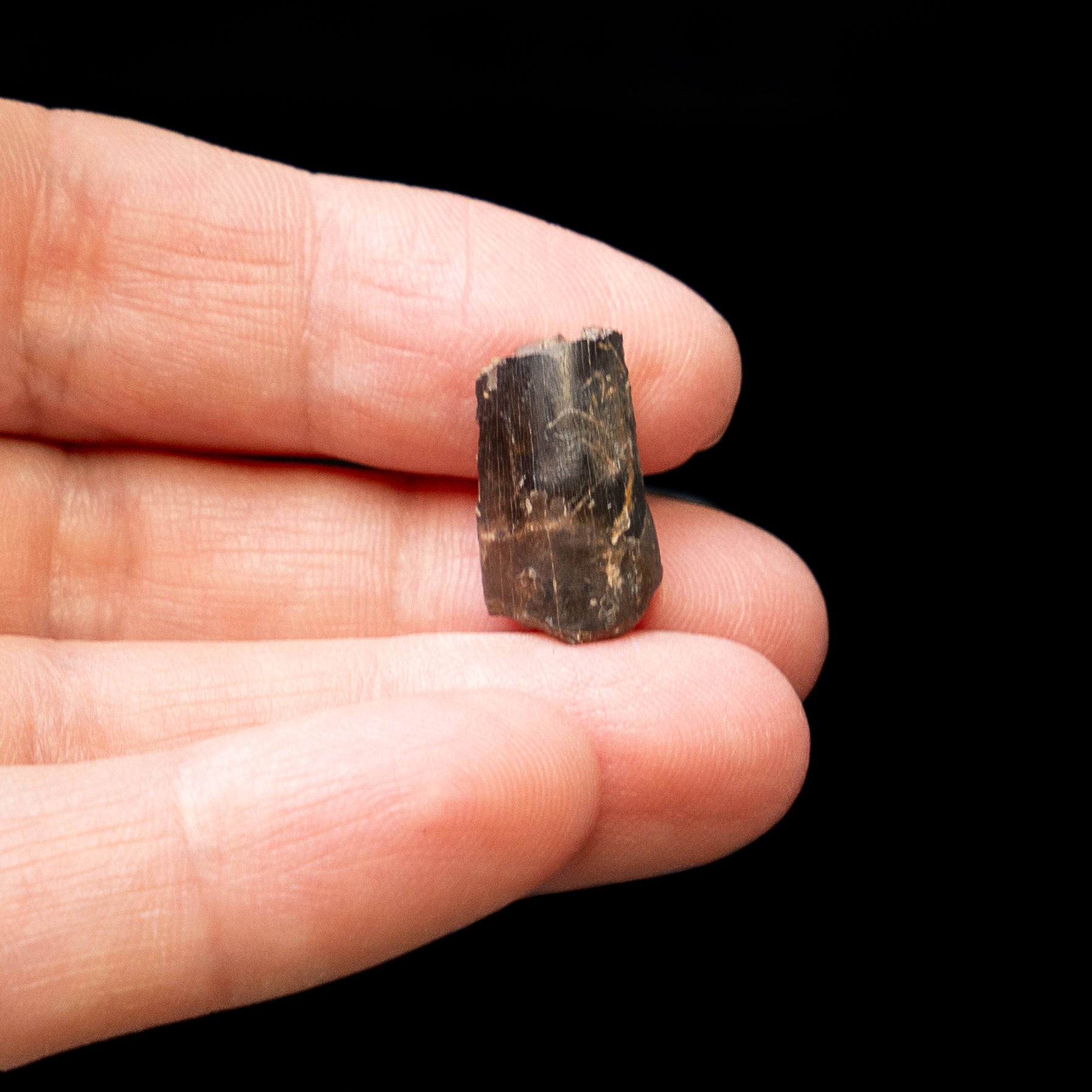 Tyrannosaurus rex Tooth Fragment
