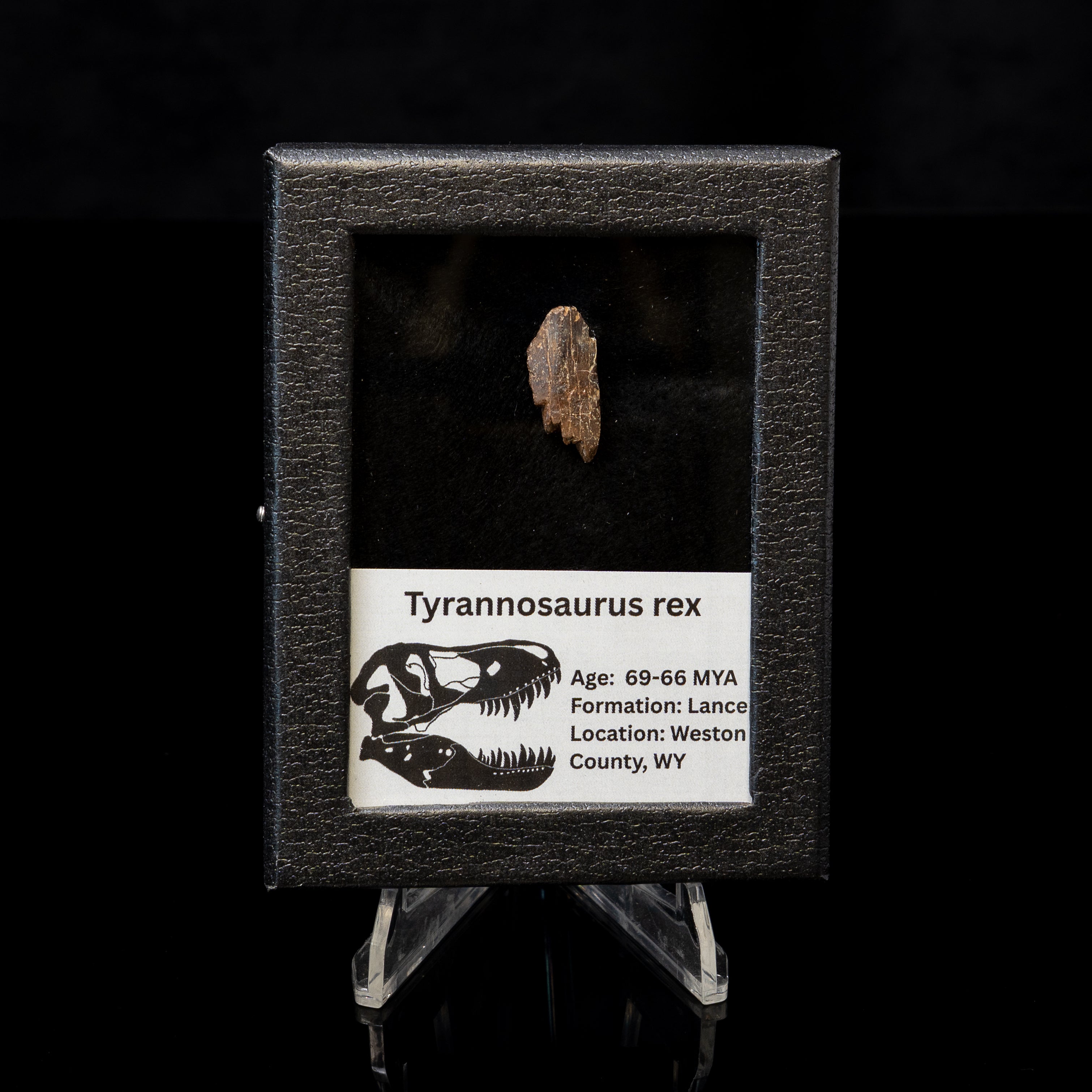 Tyrannosaurus rex Tooth Fragment