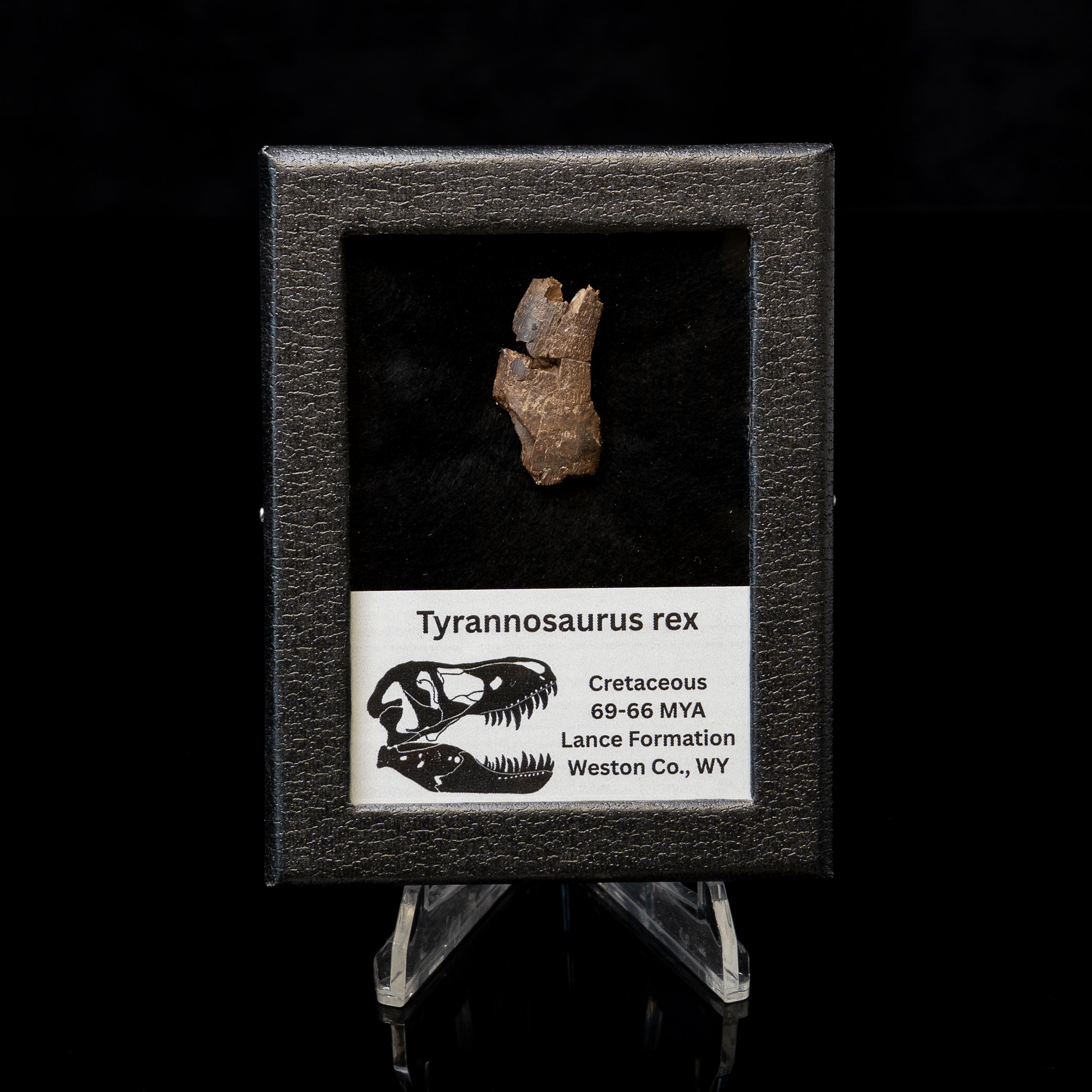 Tyrannosaurus rex Tooth Fragment