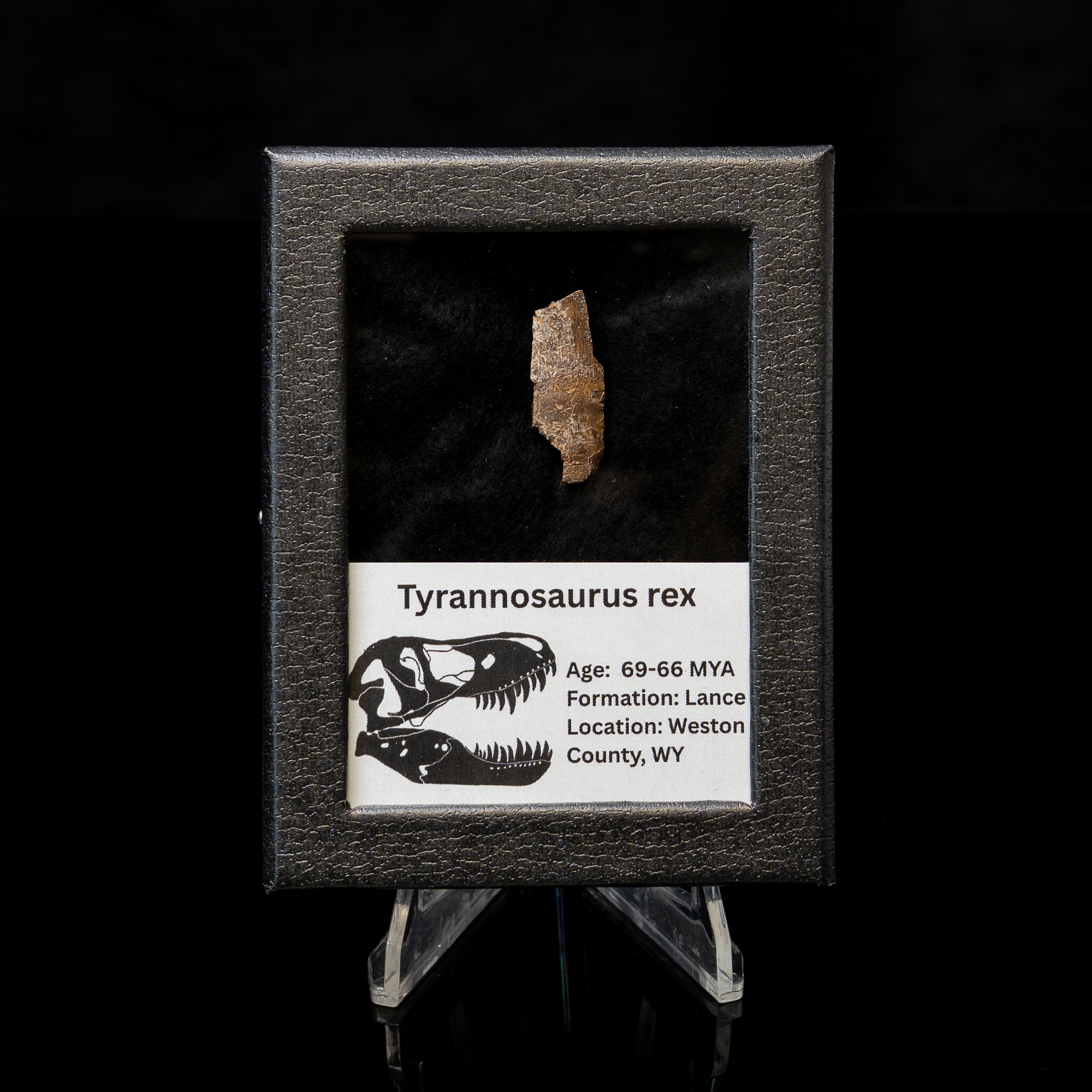 Tyrannosaurus rex Tooth Fragment