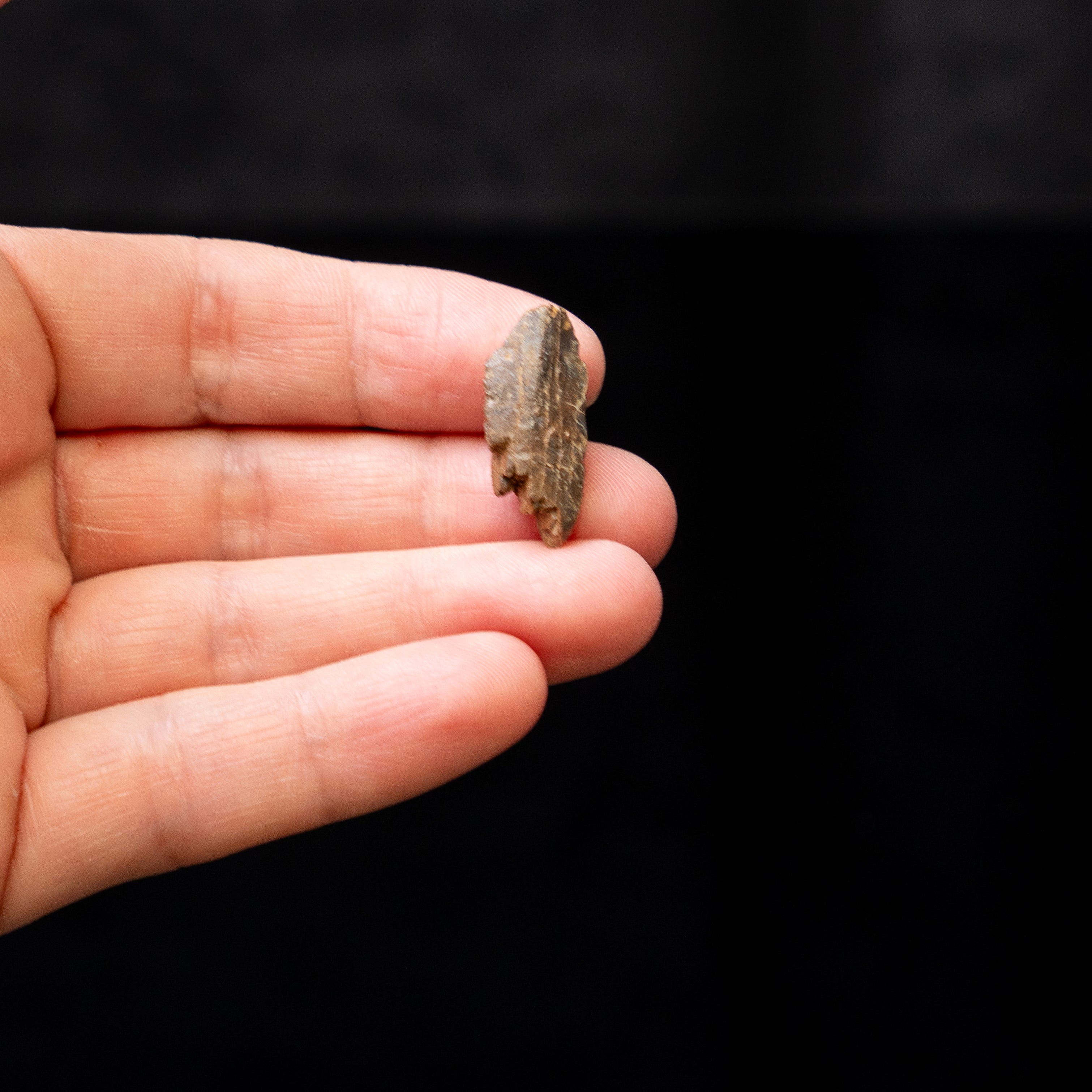 Tyrannosaurus rex Tooth Fragment