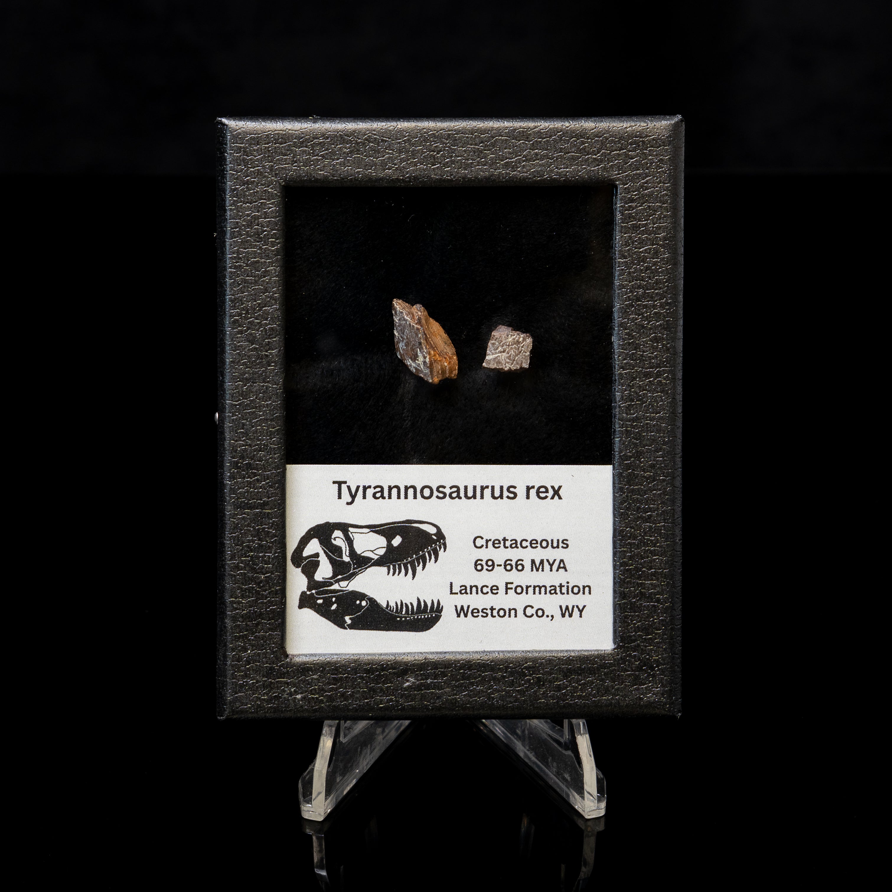 Tyrannosaurus rex Tooth Fragments