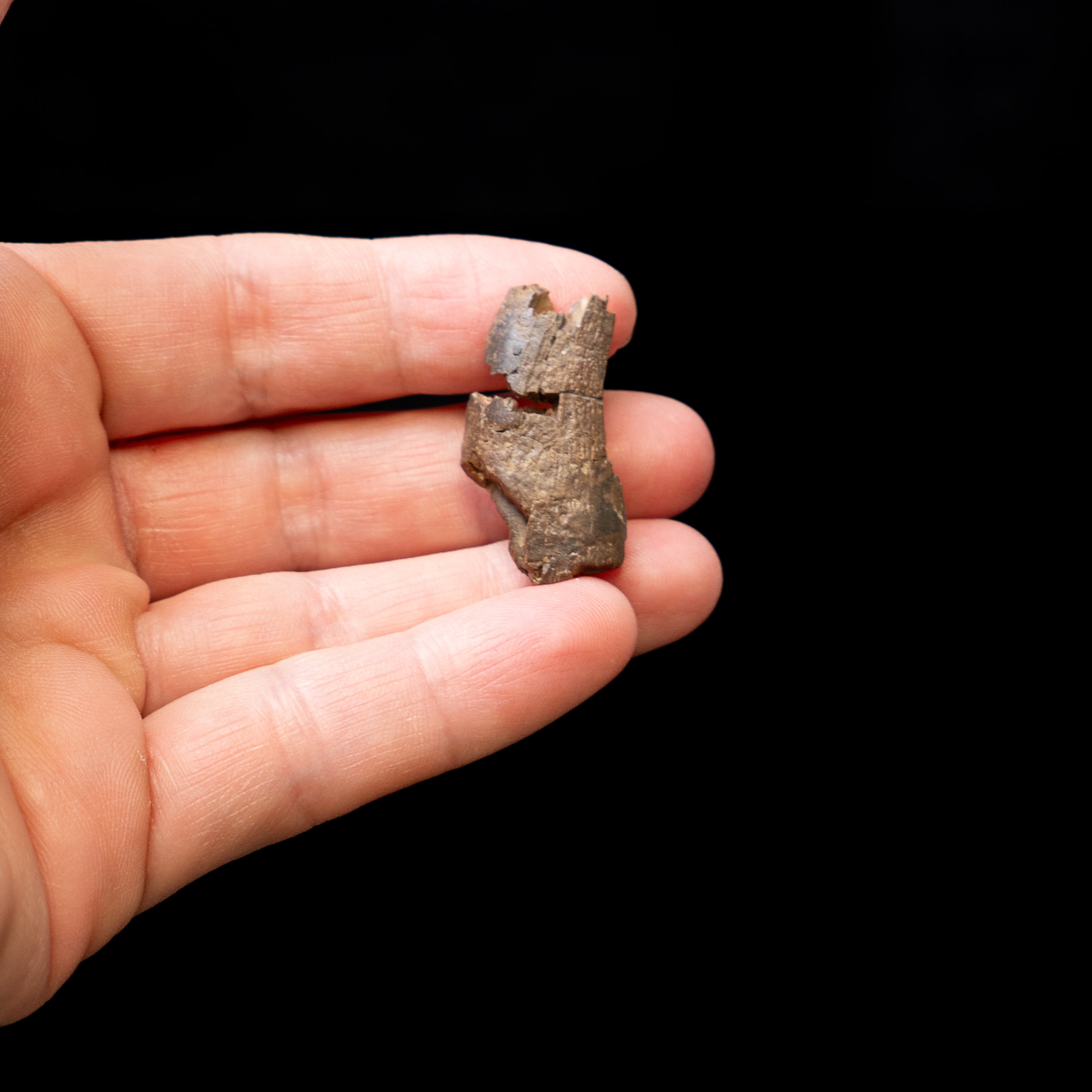 Tyrannosaurus rex Tooth Fragment
