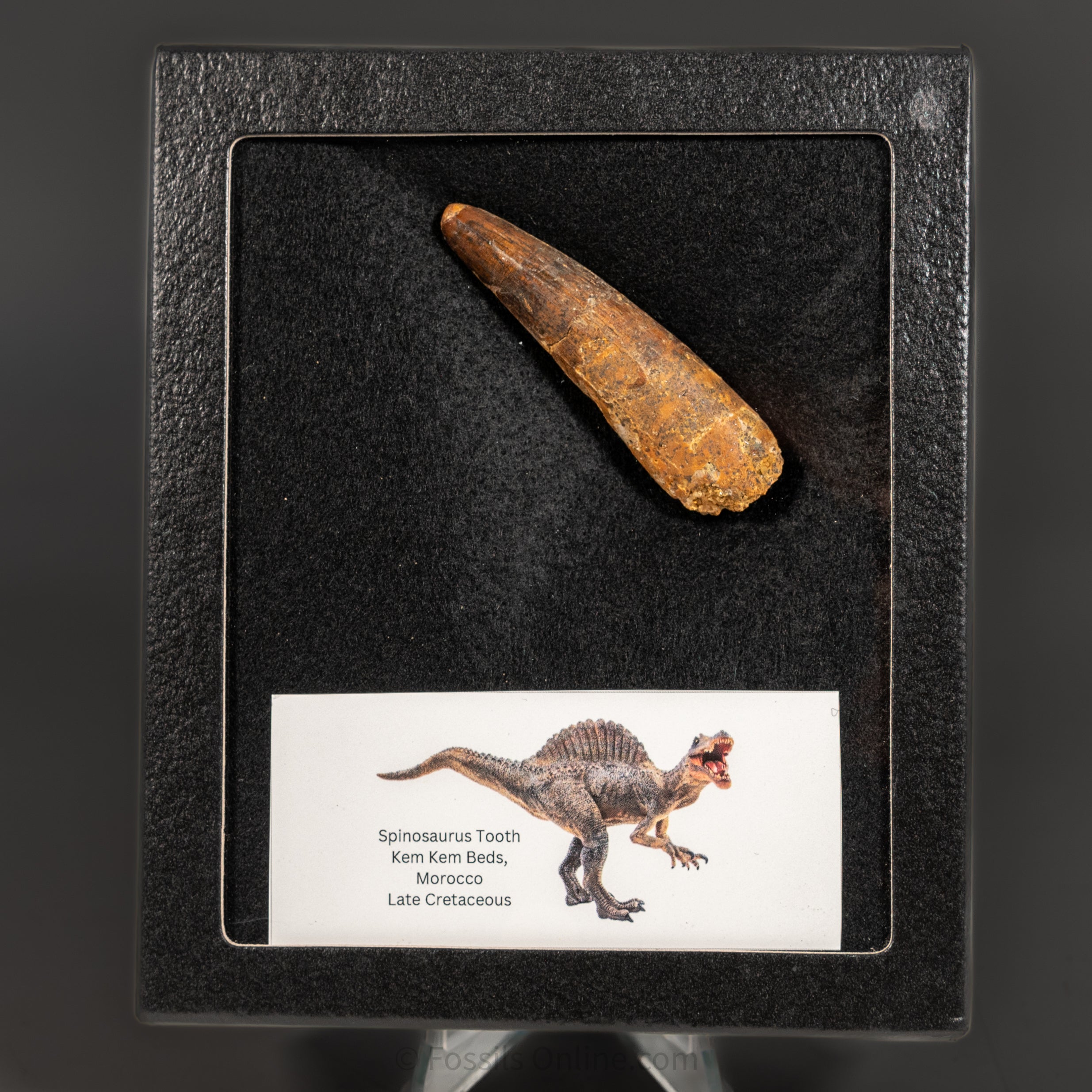 Spinosaurus Dinosaur Tooth Med Case