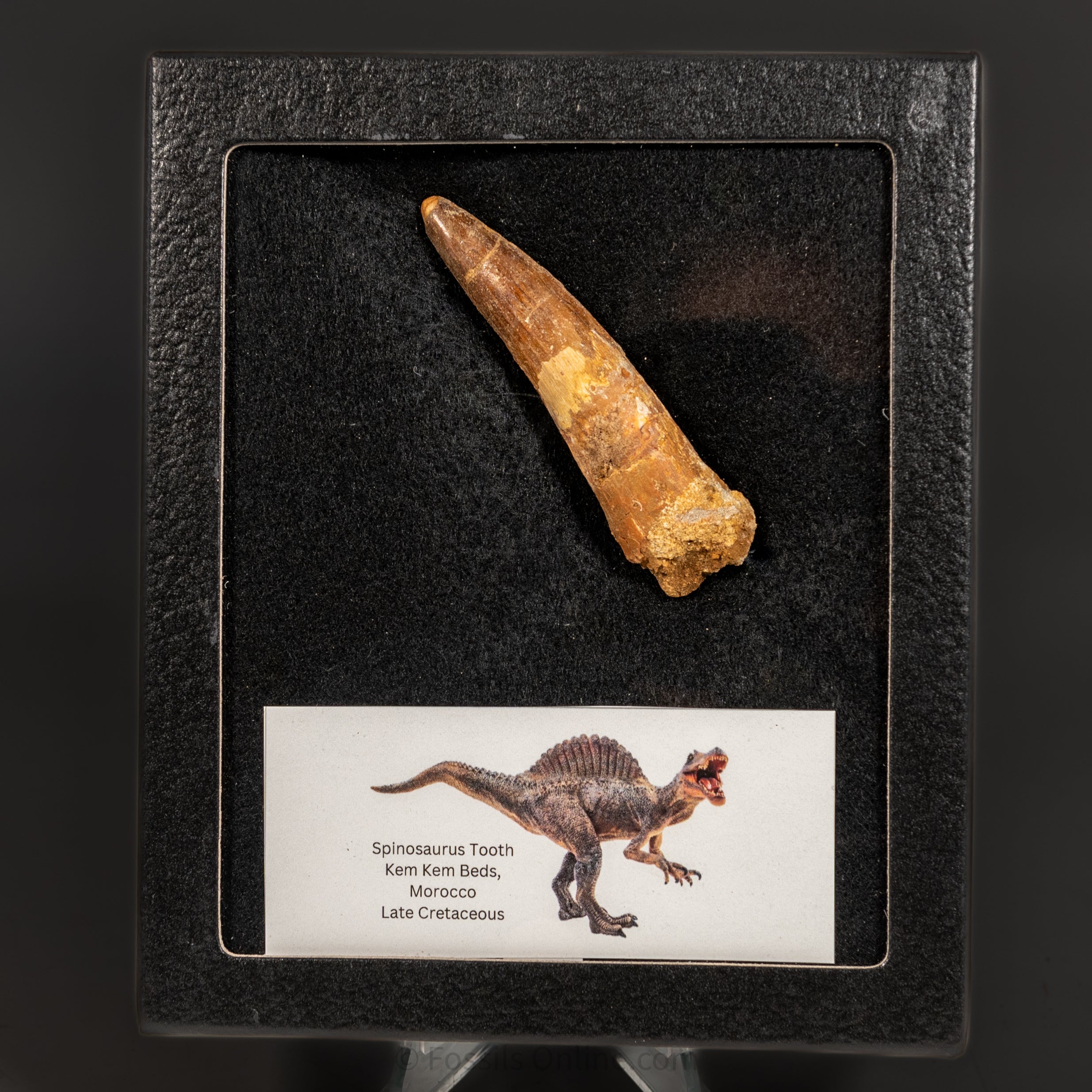 Spinosaurus Dinosaur Tooth Med Case