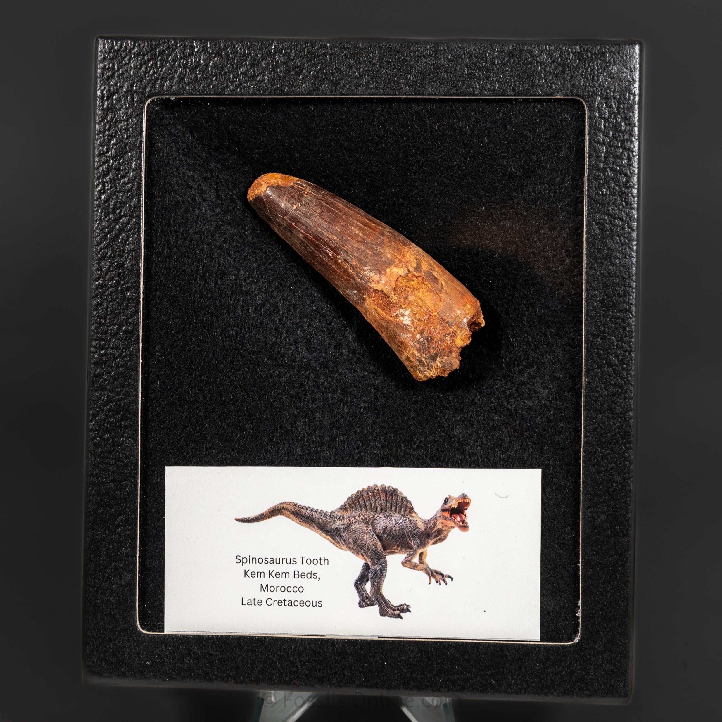 Spinosaurus Dinosaur Tooth Med Case