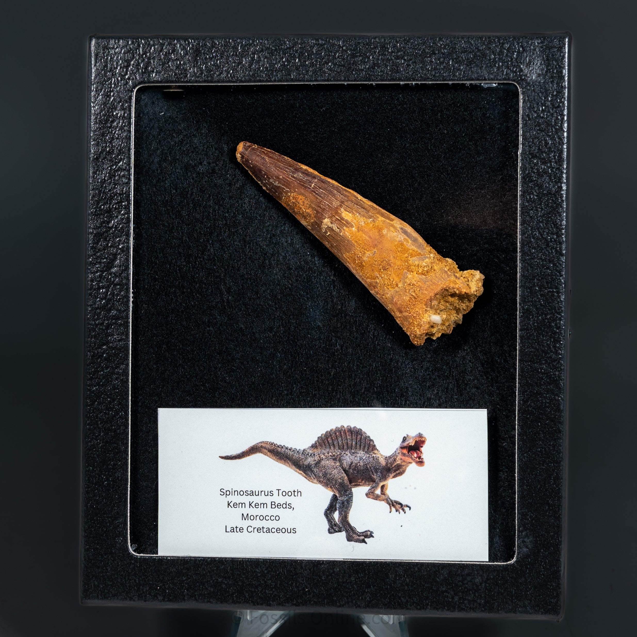 Spinosaurus Dinosaur Tooth Med Case