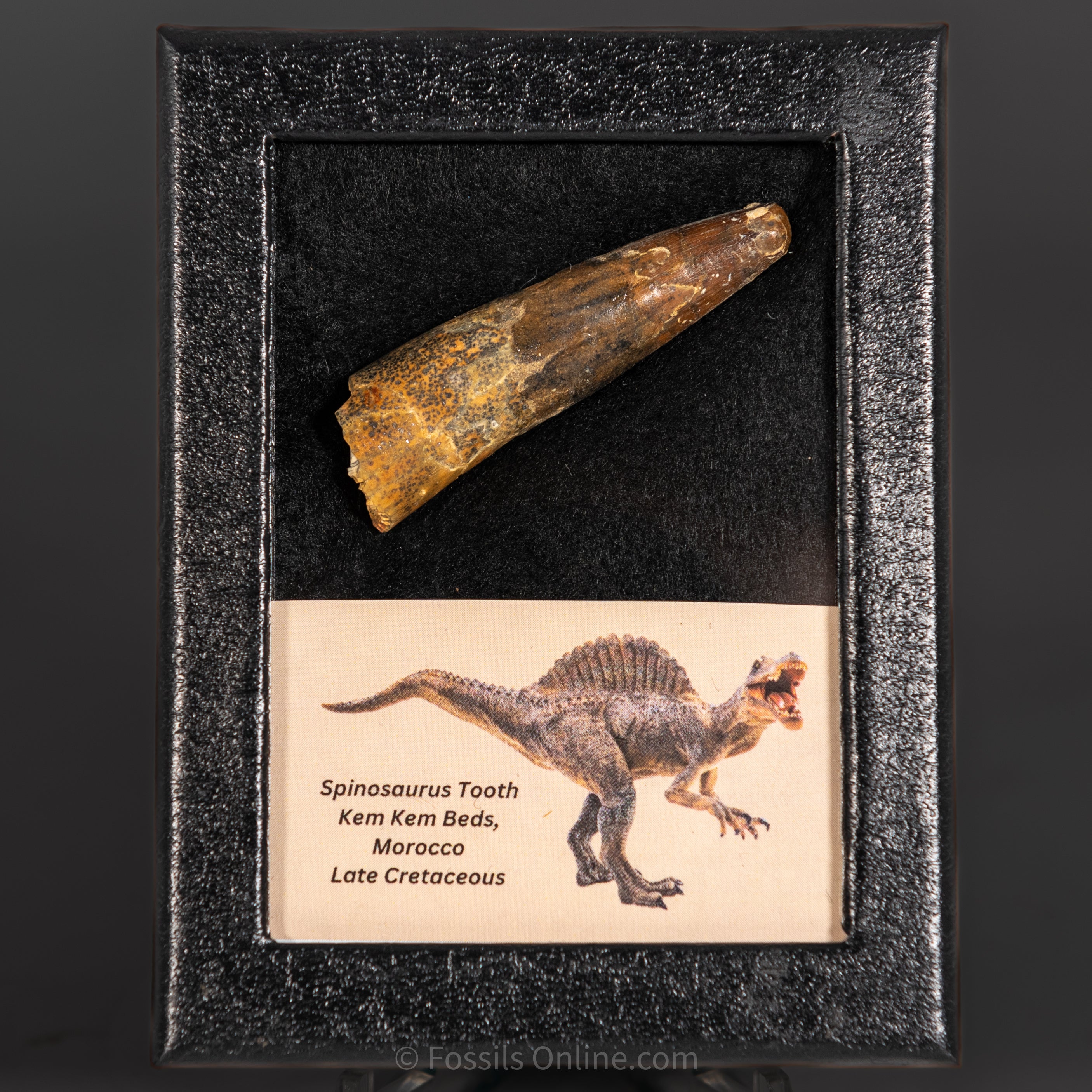 Spinosaurus Dinosaur Tooth Sm Case