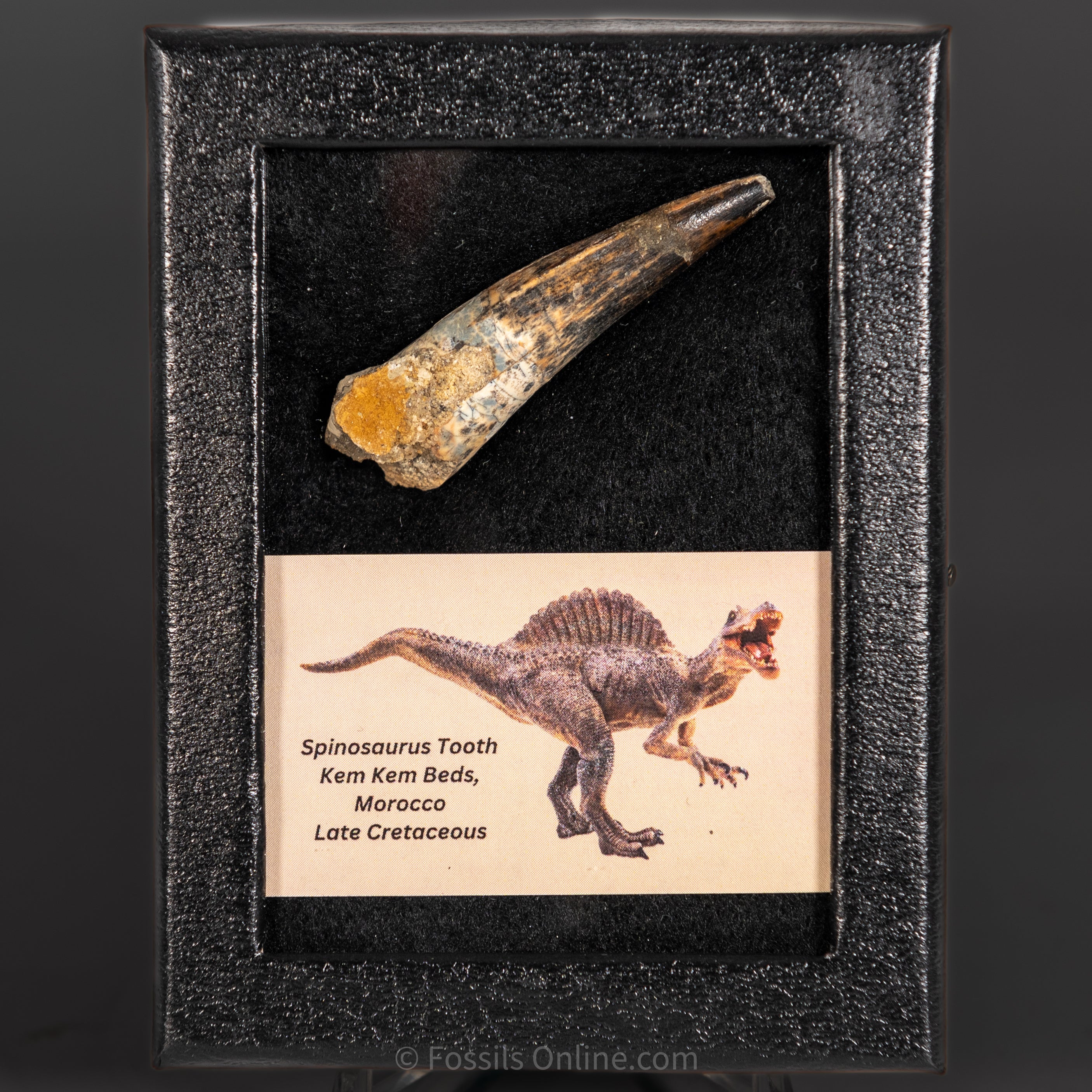 Spinosaurus Dinosaur Tooth Sm Case