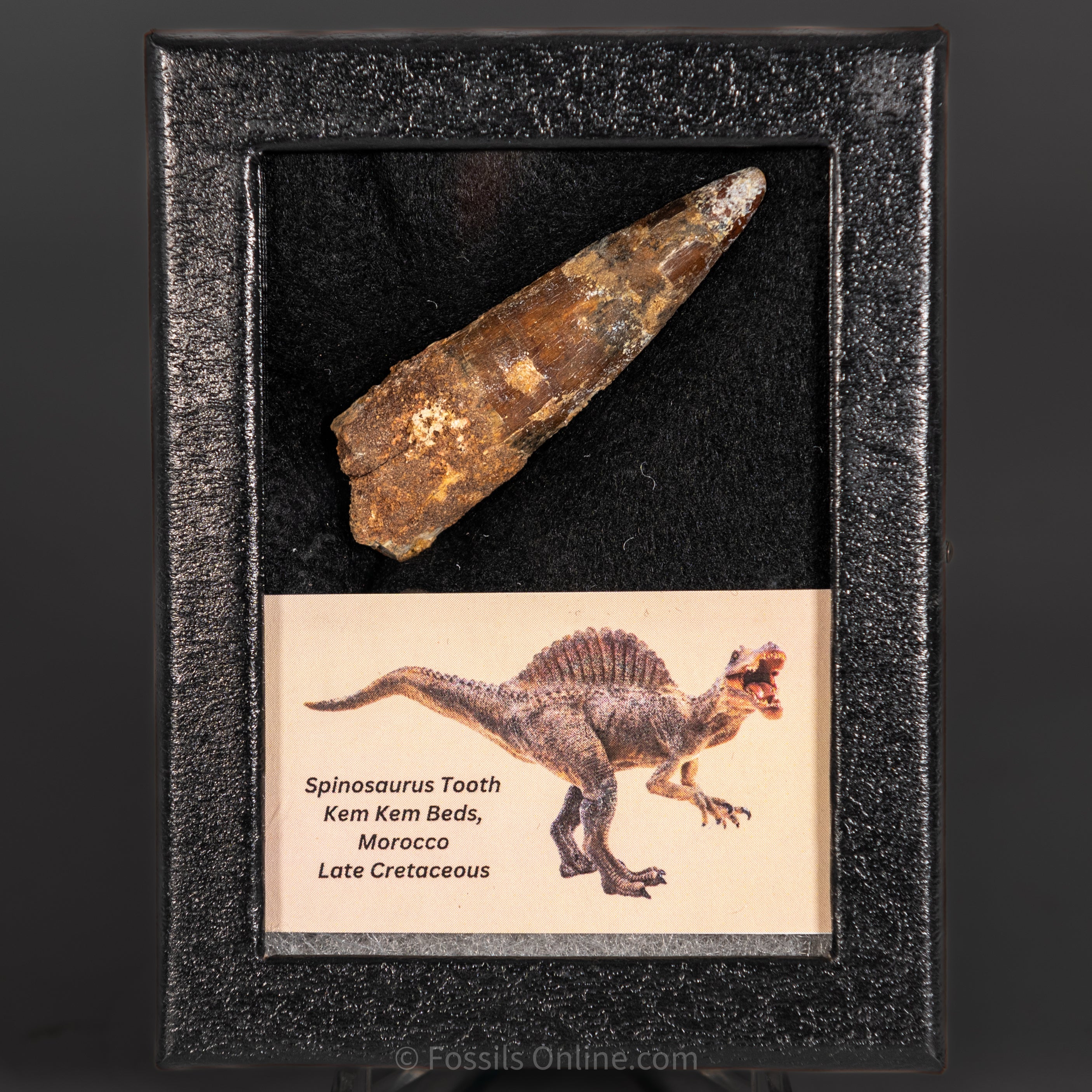 Spinosaurus Dinosaur Tooth Sm Case