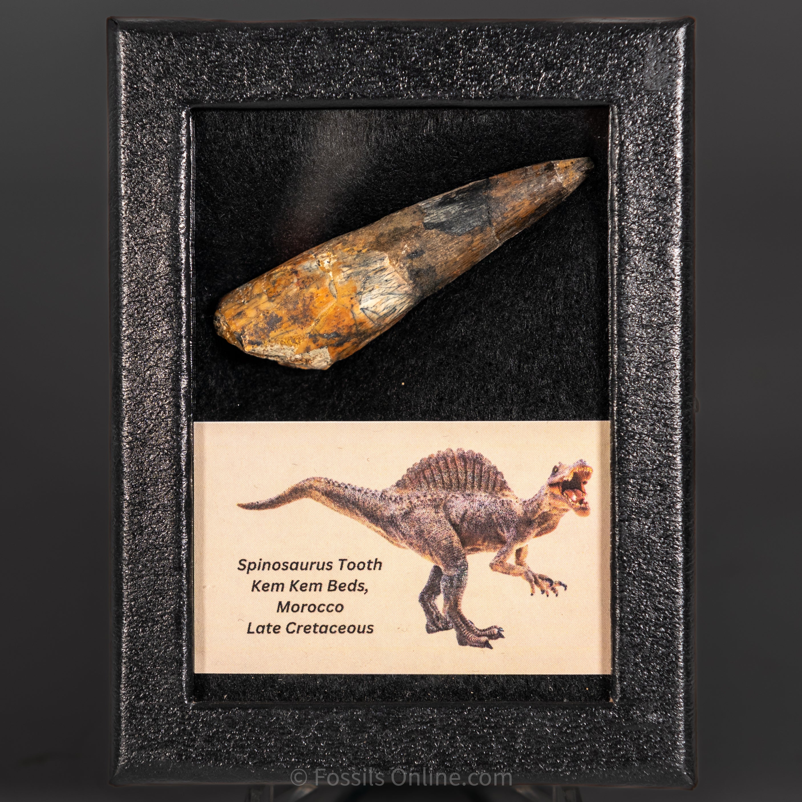 Spinosaurus Dinosaur Tooth Sm Case