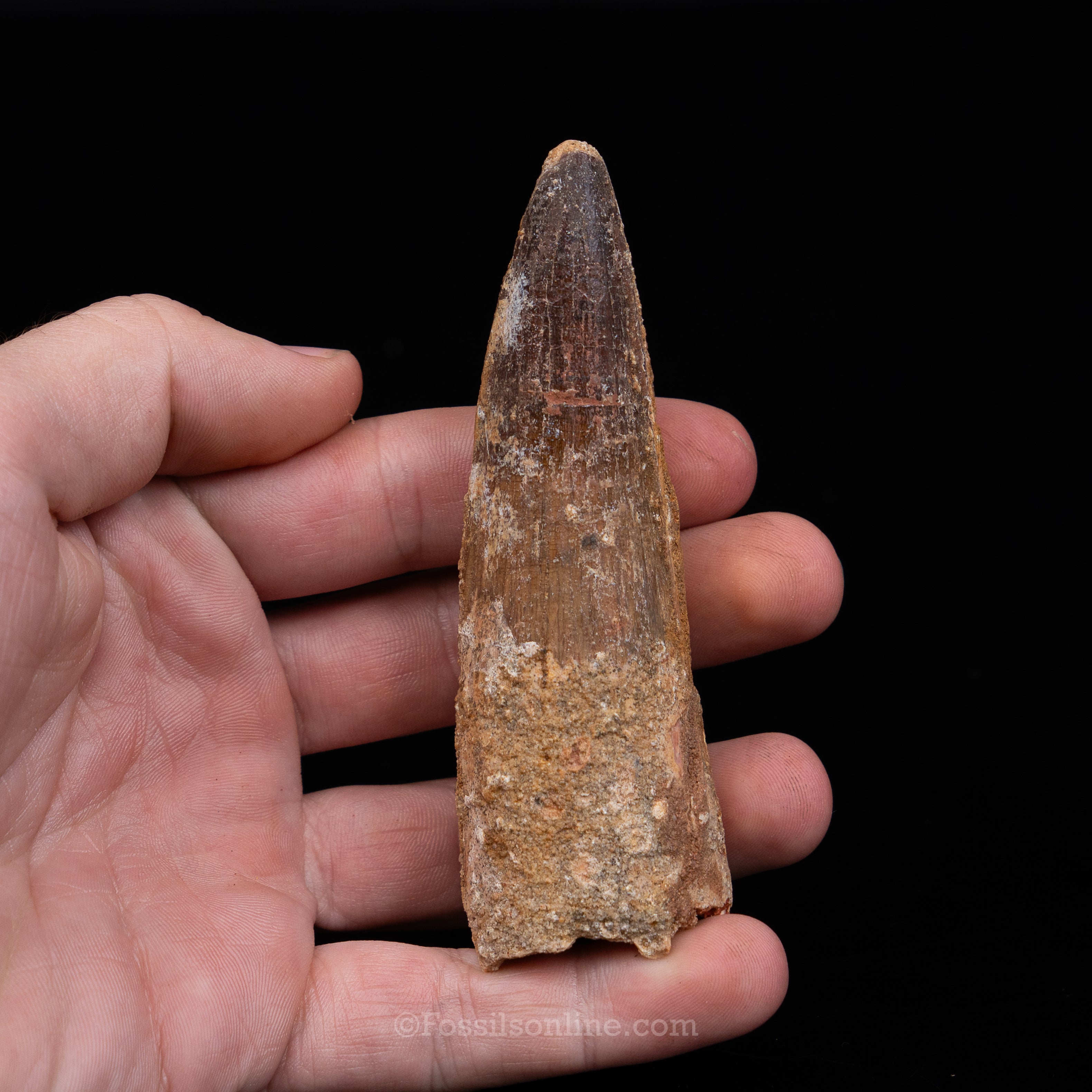 Spinosaurus Dinosaur Tooth in Lg Case