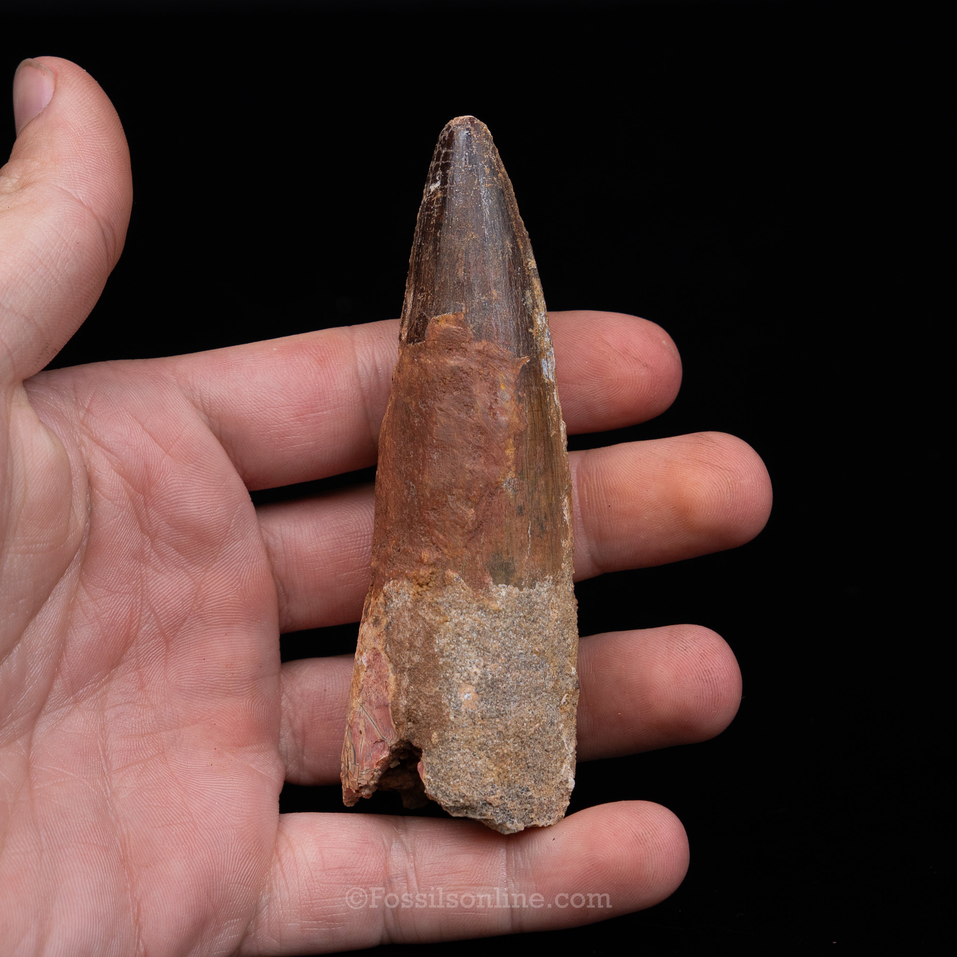 Spinosaurus Dinosaur Tooth in Lg Case