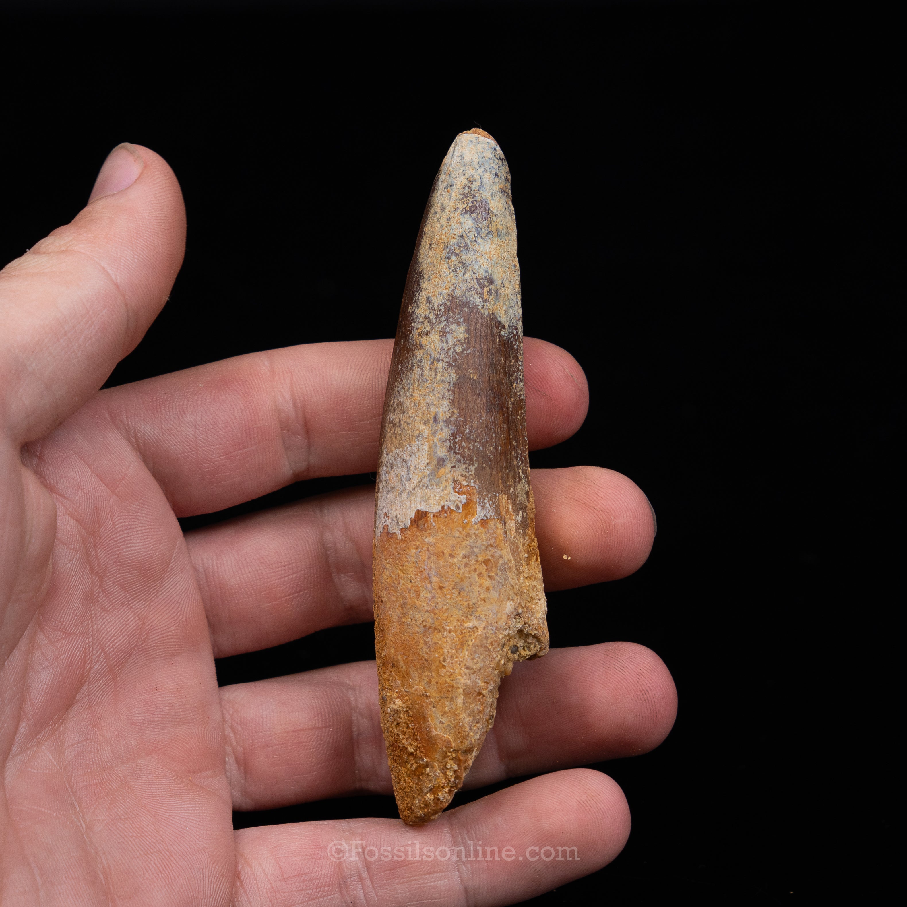 Spinosaurus Dinosaur Tooth Lg Case