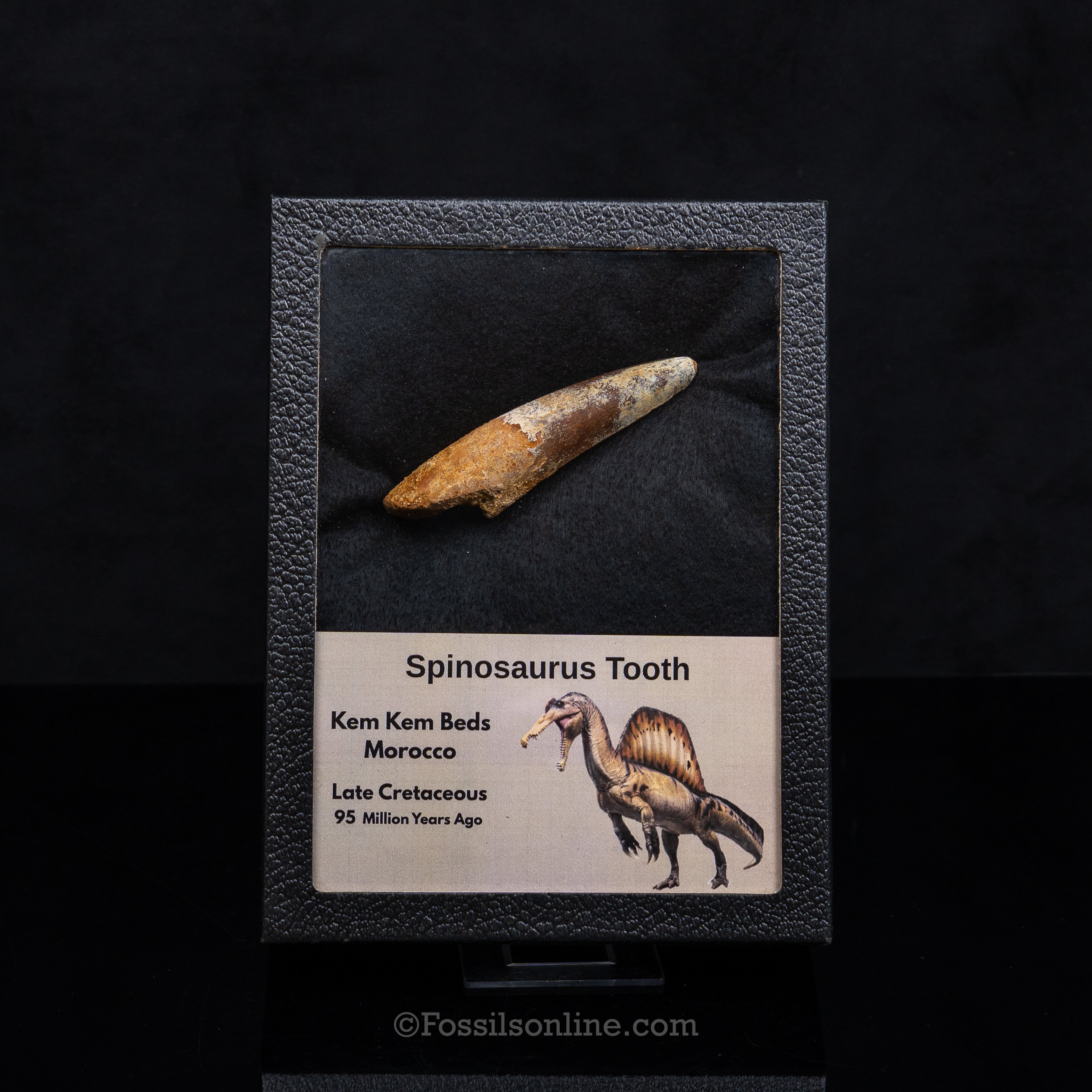 Spinosaurus Dinosaur Tooth Lg Case