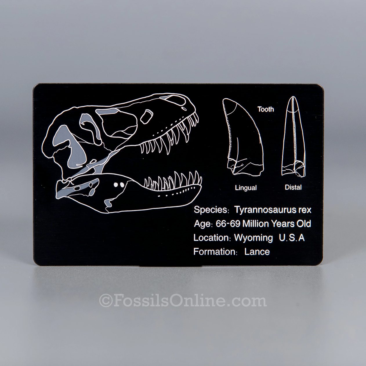 Tyrannosaurus rex Tooth 1.98"