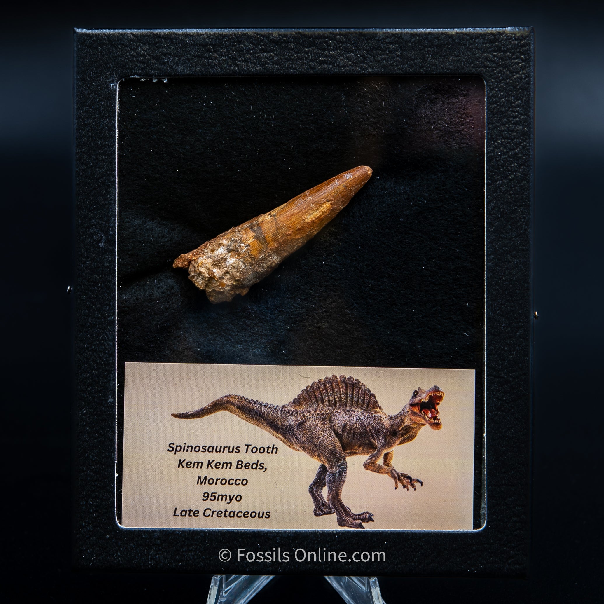 Spinosaurus Dinosaur Tooth Med Case