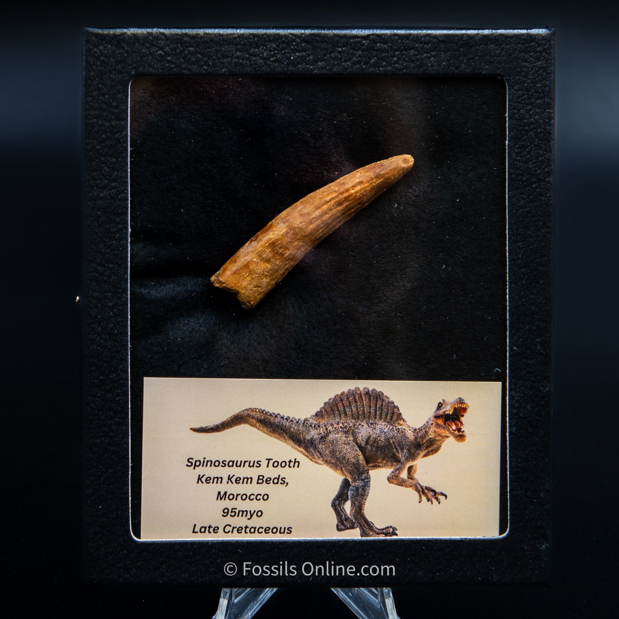 Spinosaurus Dinosaur Tooth Med Case