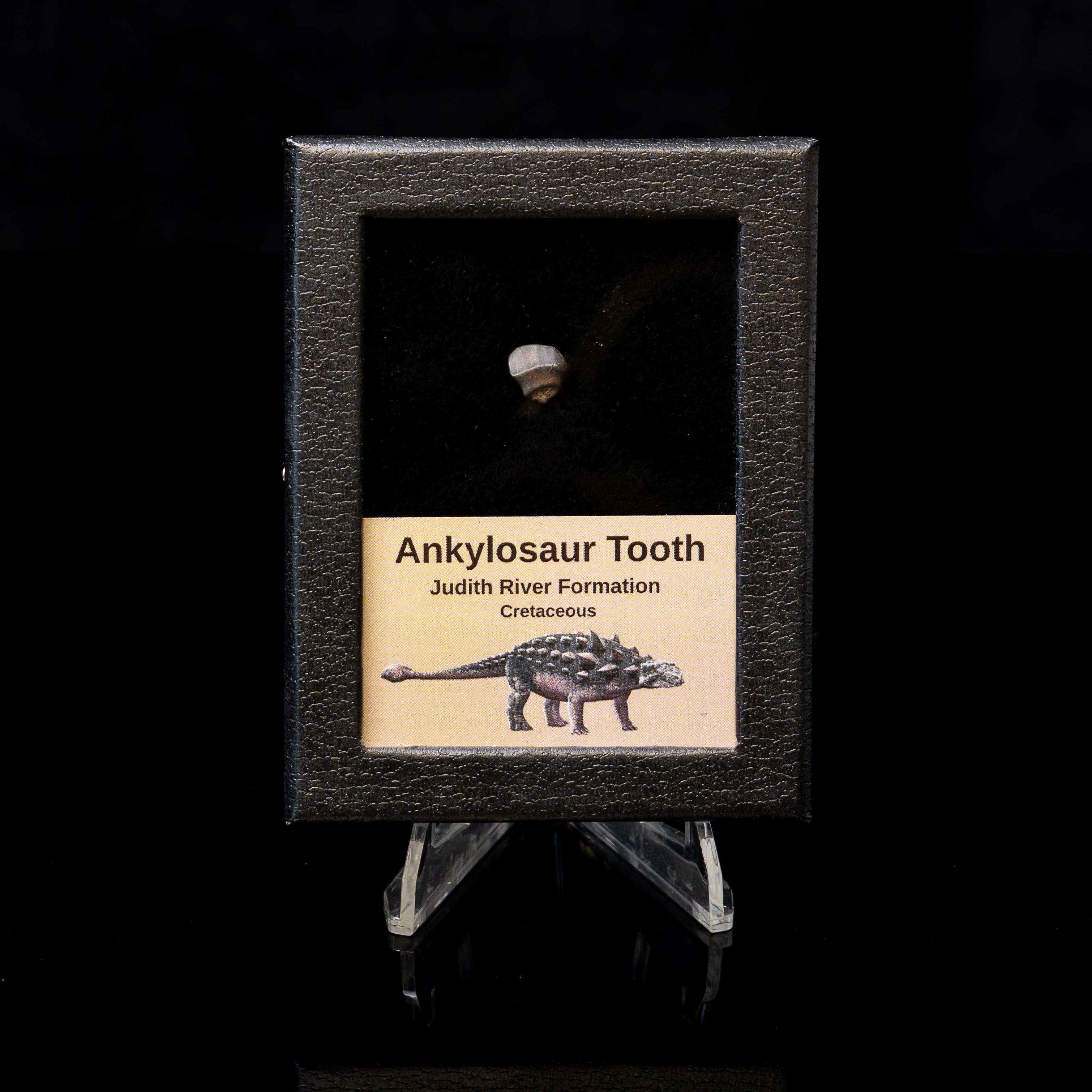 Fossilized ankylosaur tooth display with educational label on a black background