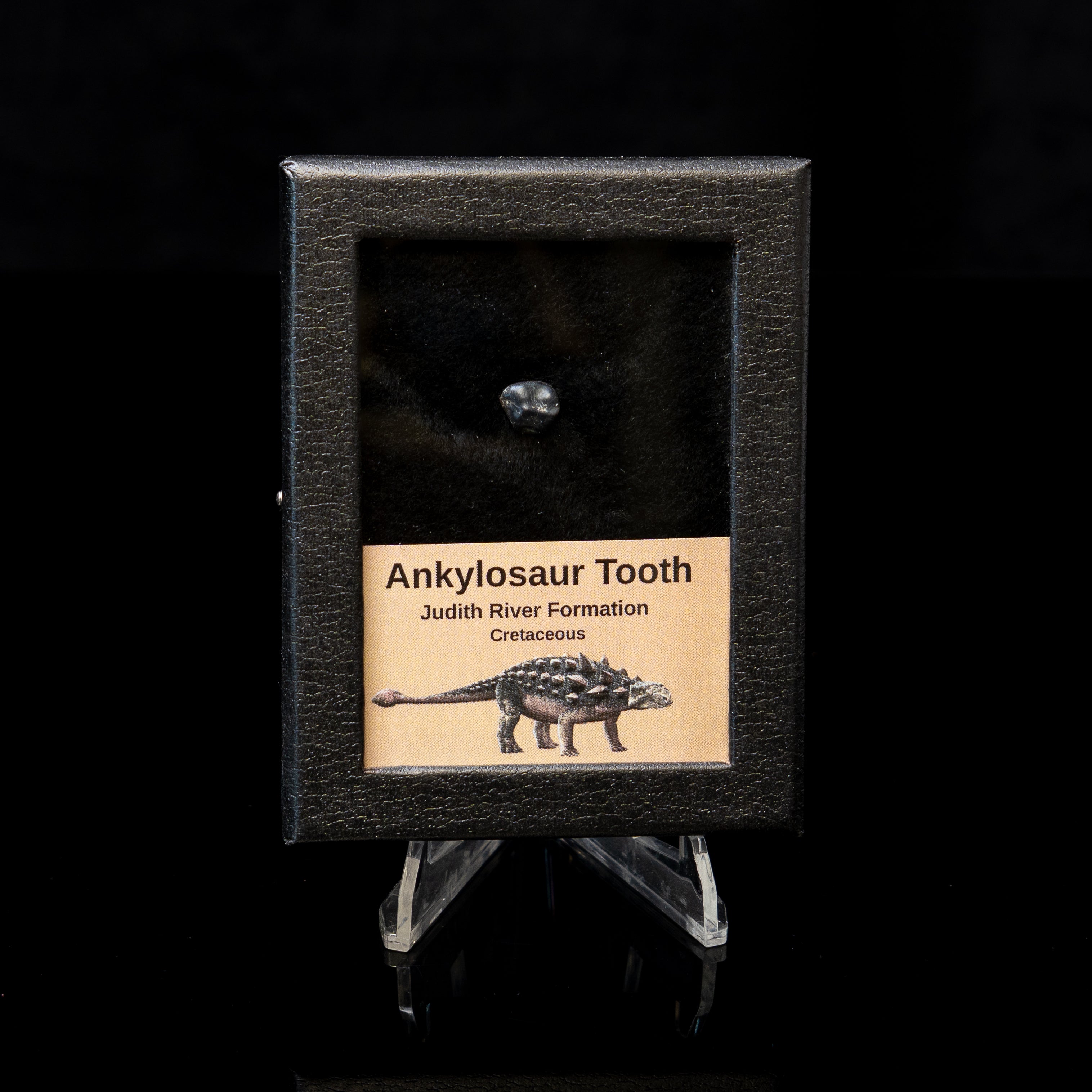 Ankylosaur Tooth In SM Display Case