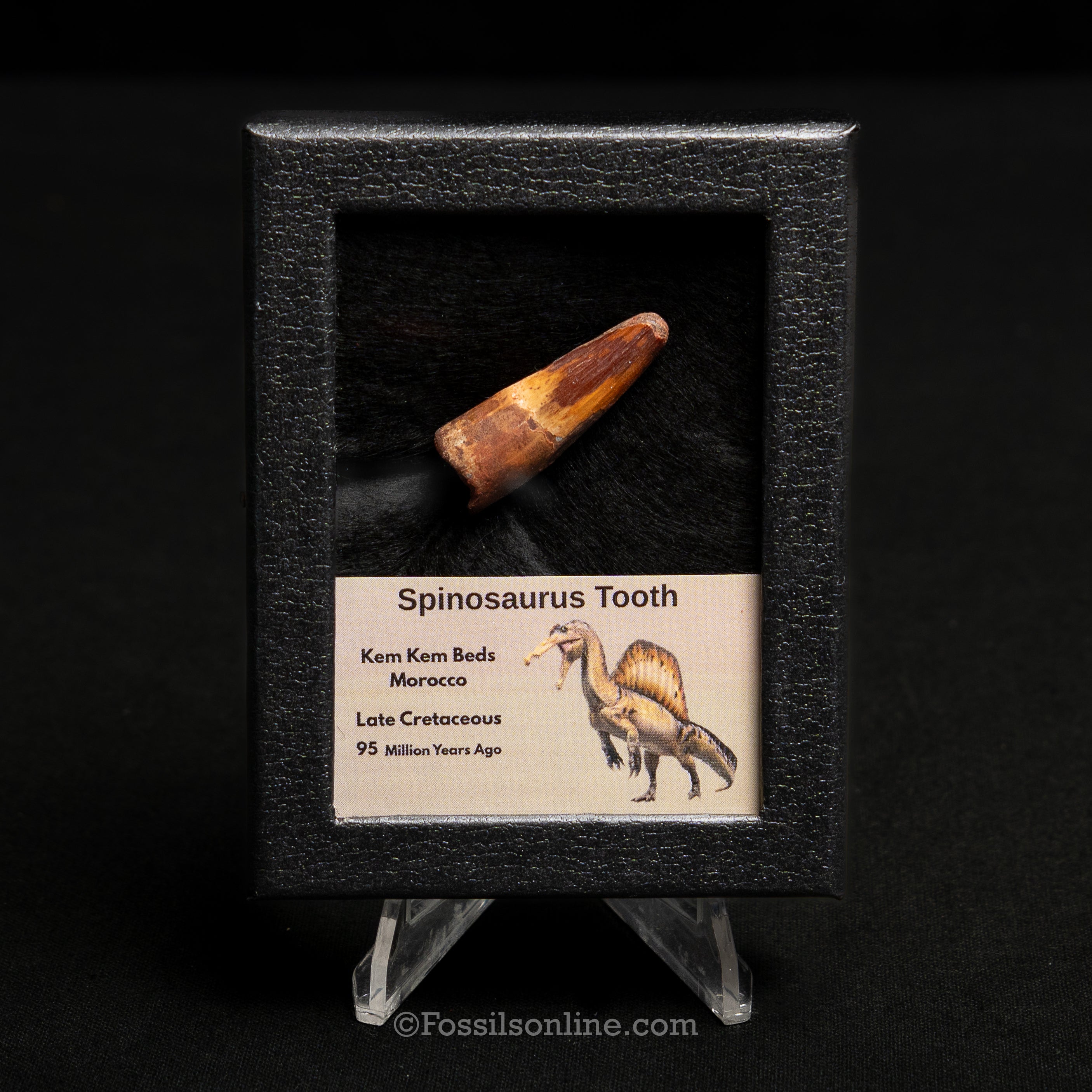 Spinosaurus Dinosaur Tooth Sm Case