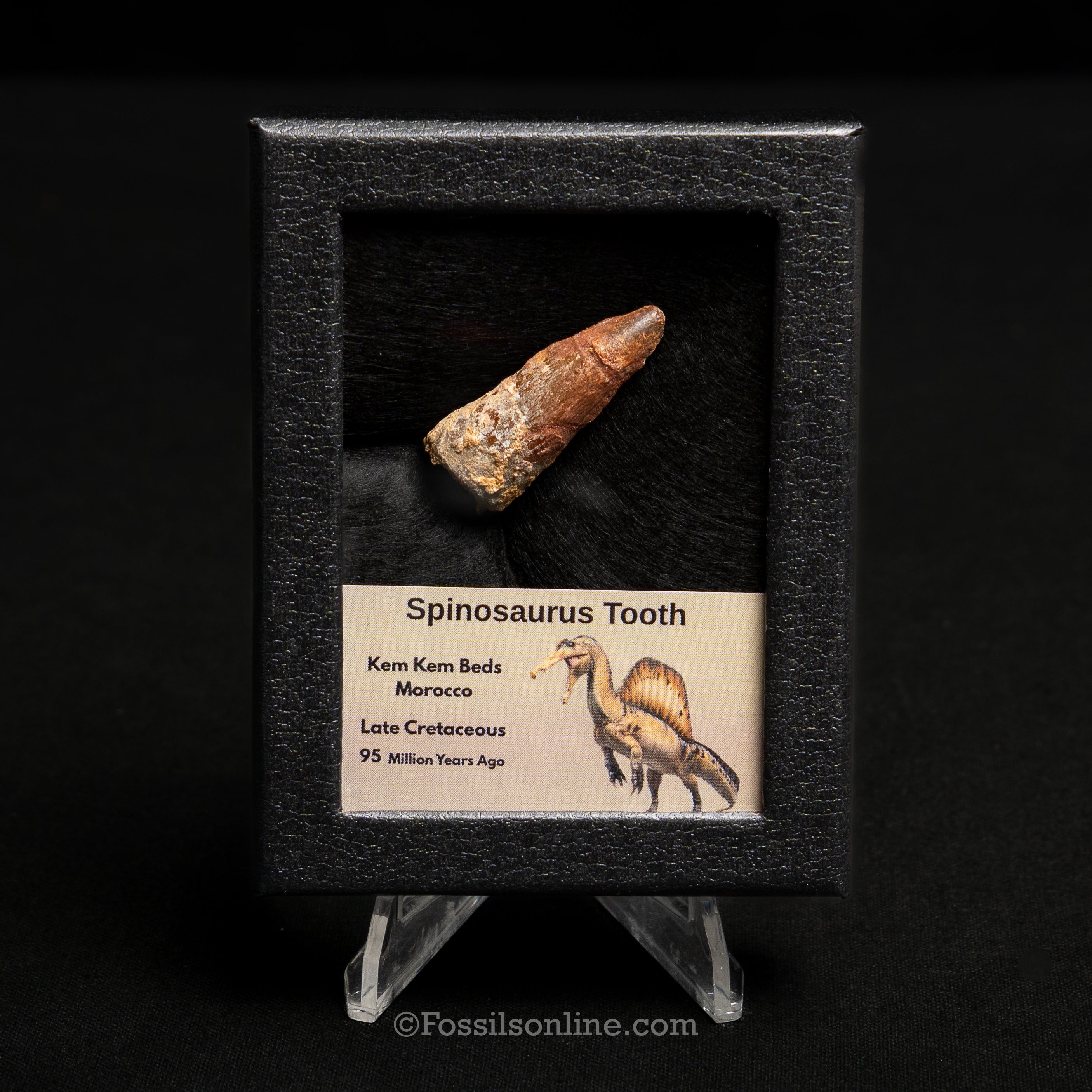 Spinosaurus Dinosaur Tooth Sm Case