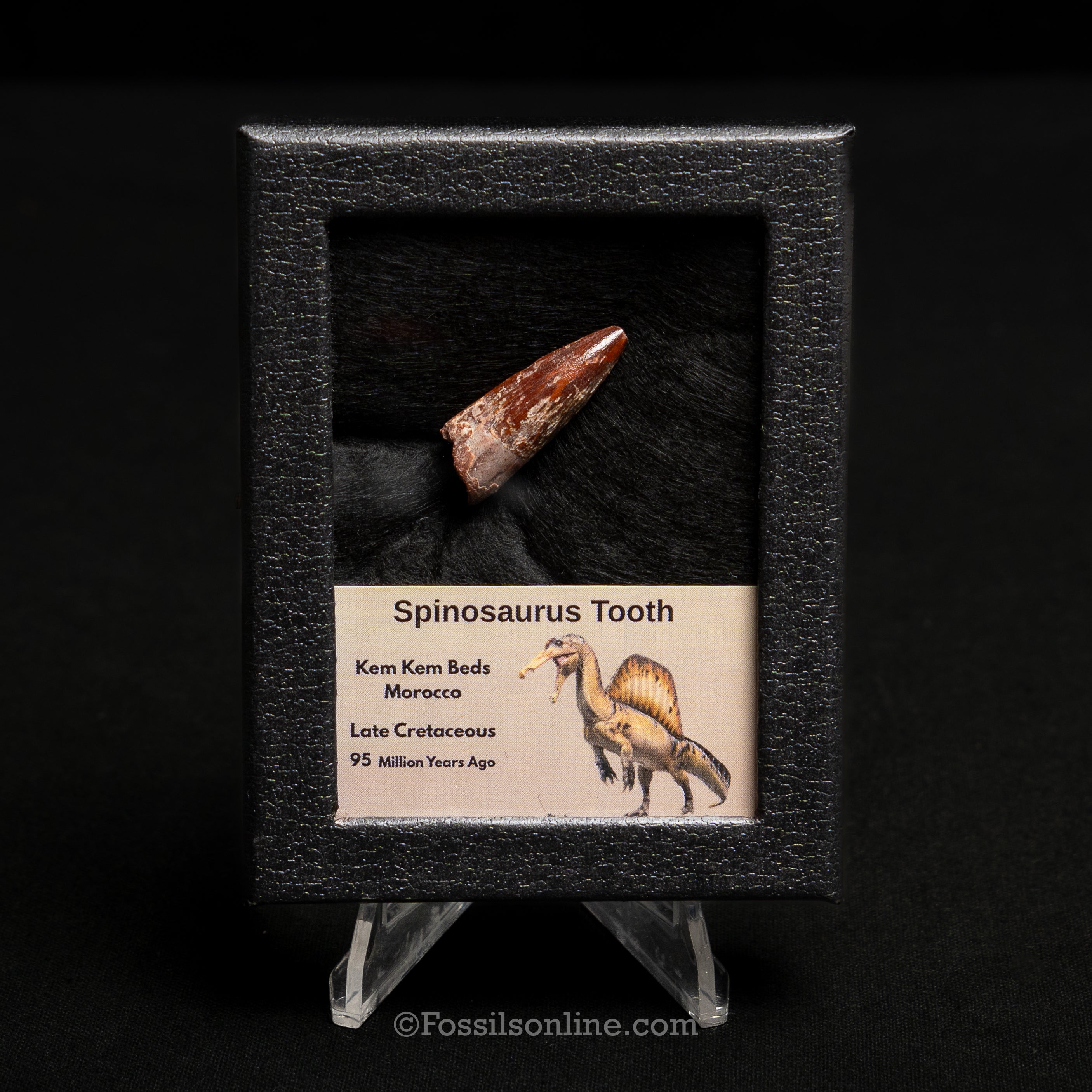 Spinosaurus Dinosaur Tooth Sm Case