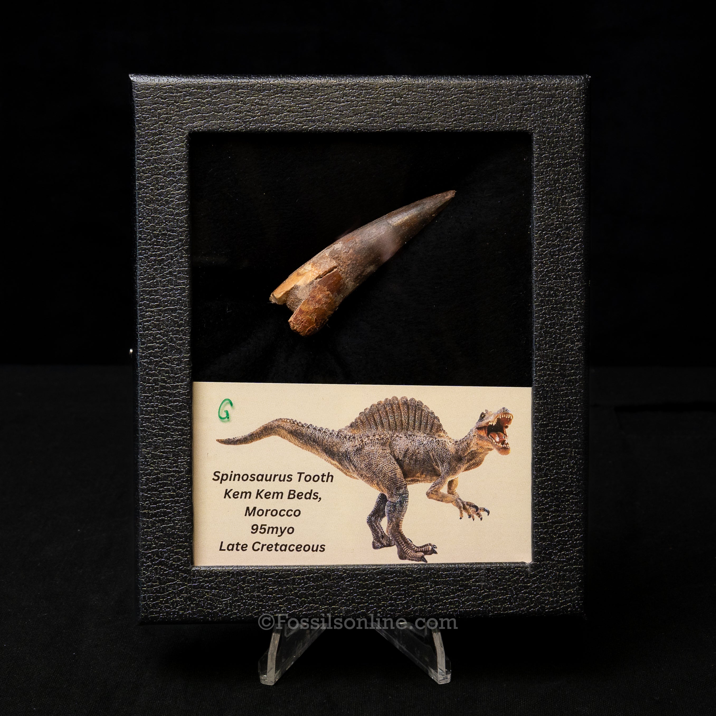Spinosaurus Dinosaur Tooth Med Case